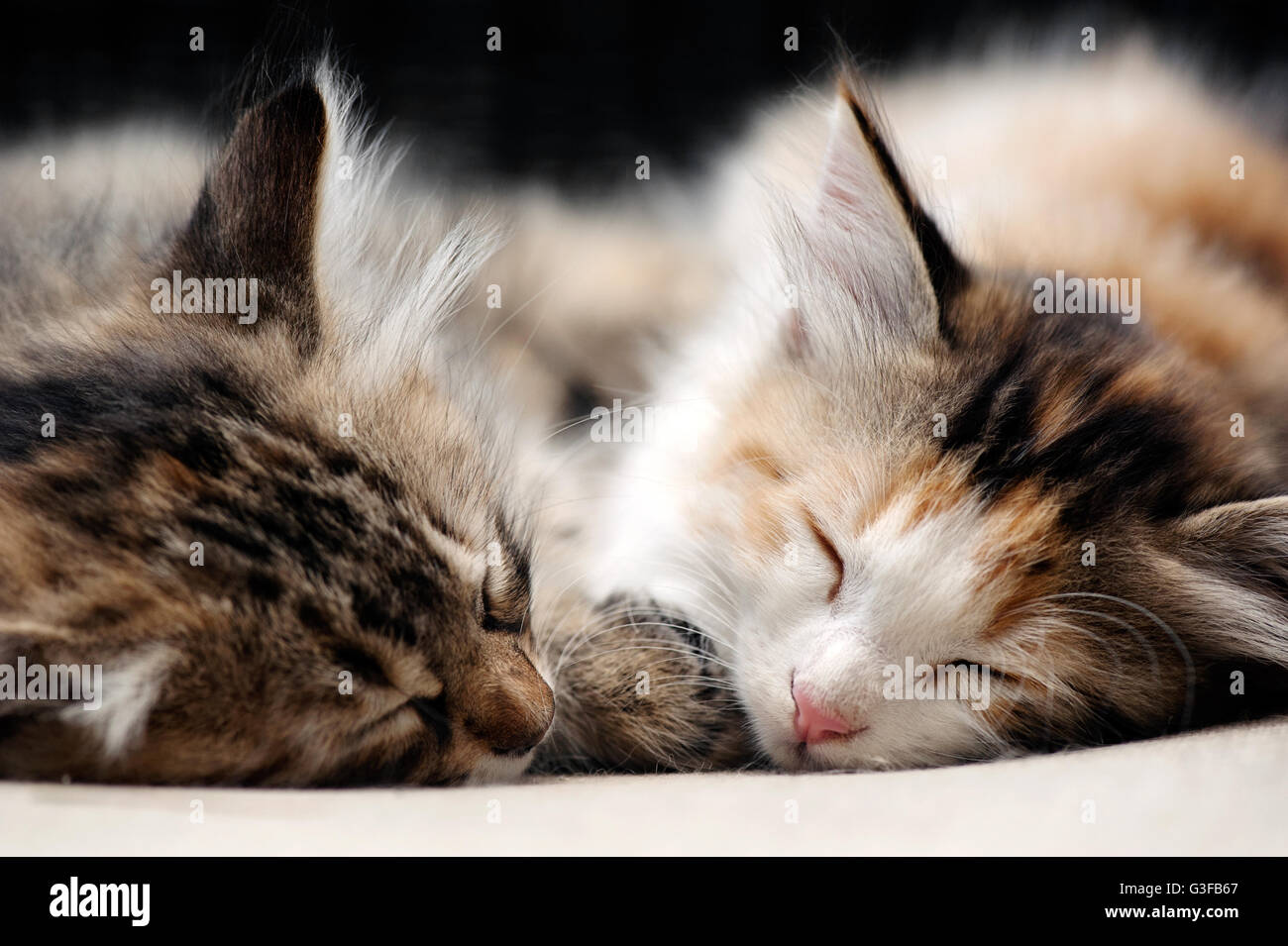 Los gatitos de dormir Foto de stock