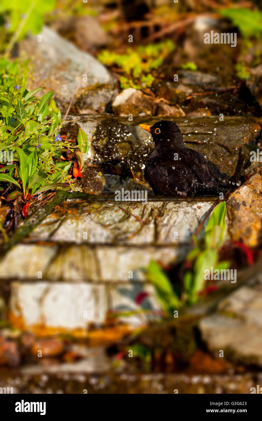 Black Bird bañarse en un jardín stream durante una noche de verano caliente manteniendo un ojo en depredadores que salpica en el agua, flintshire, Wales, Reino Unido Foto de stock