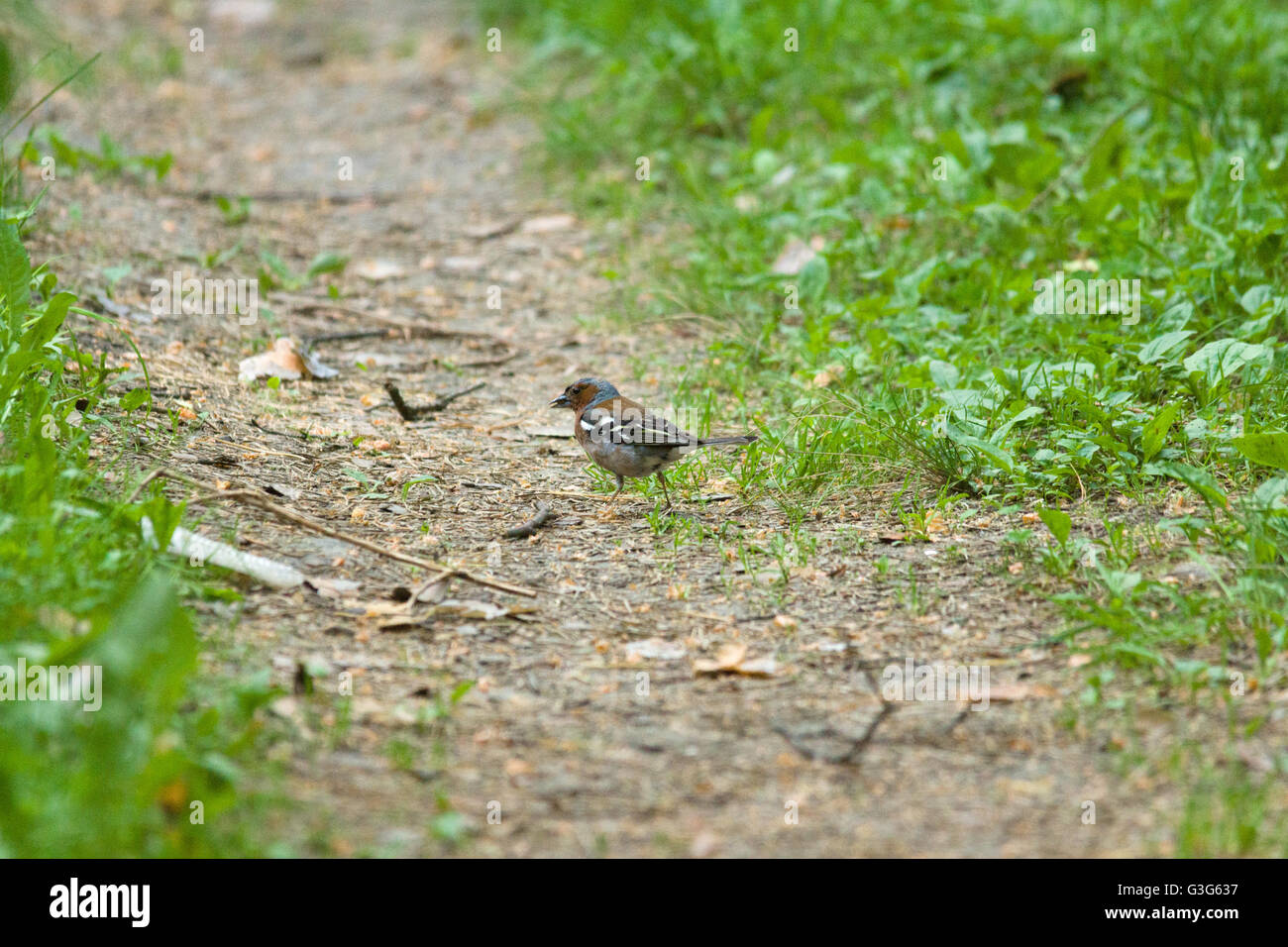 Little Bird, sentados en el suelo del bosque Foto de stock