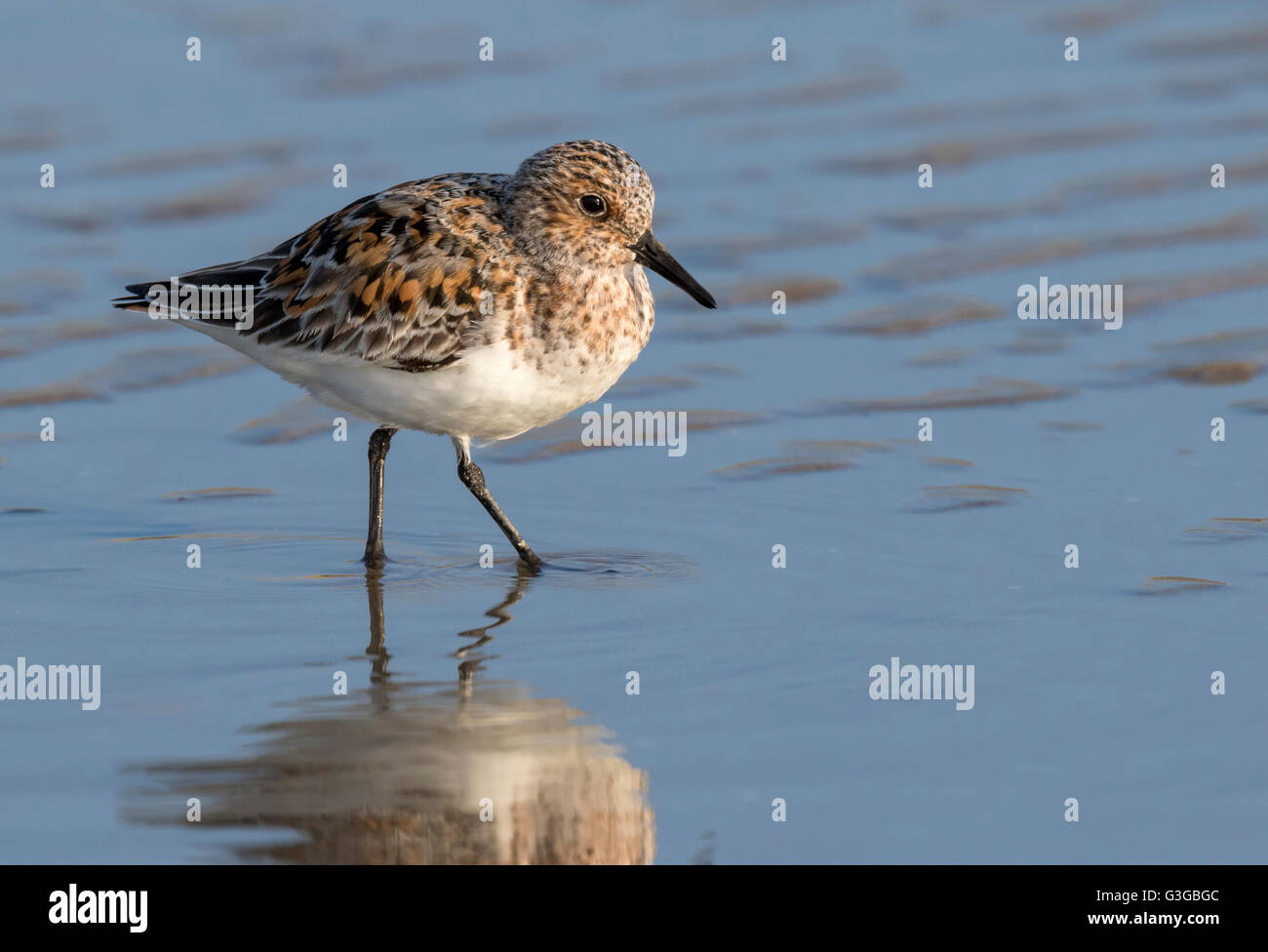 Sanderling (Calidris alba) en el plumaje de verano en la playa, Galveston, Texas, USA. Foto de stock