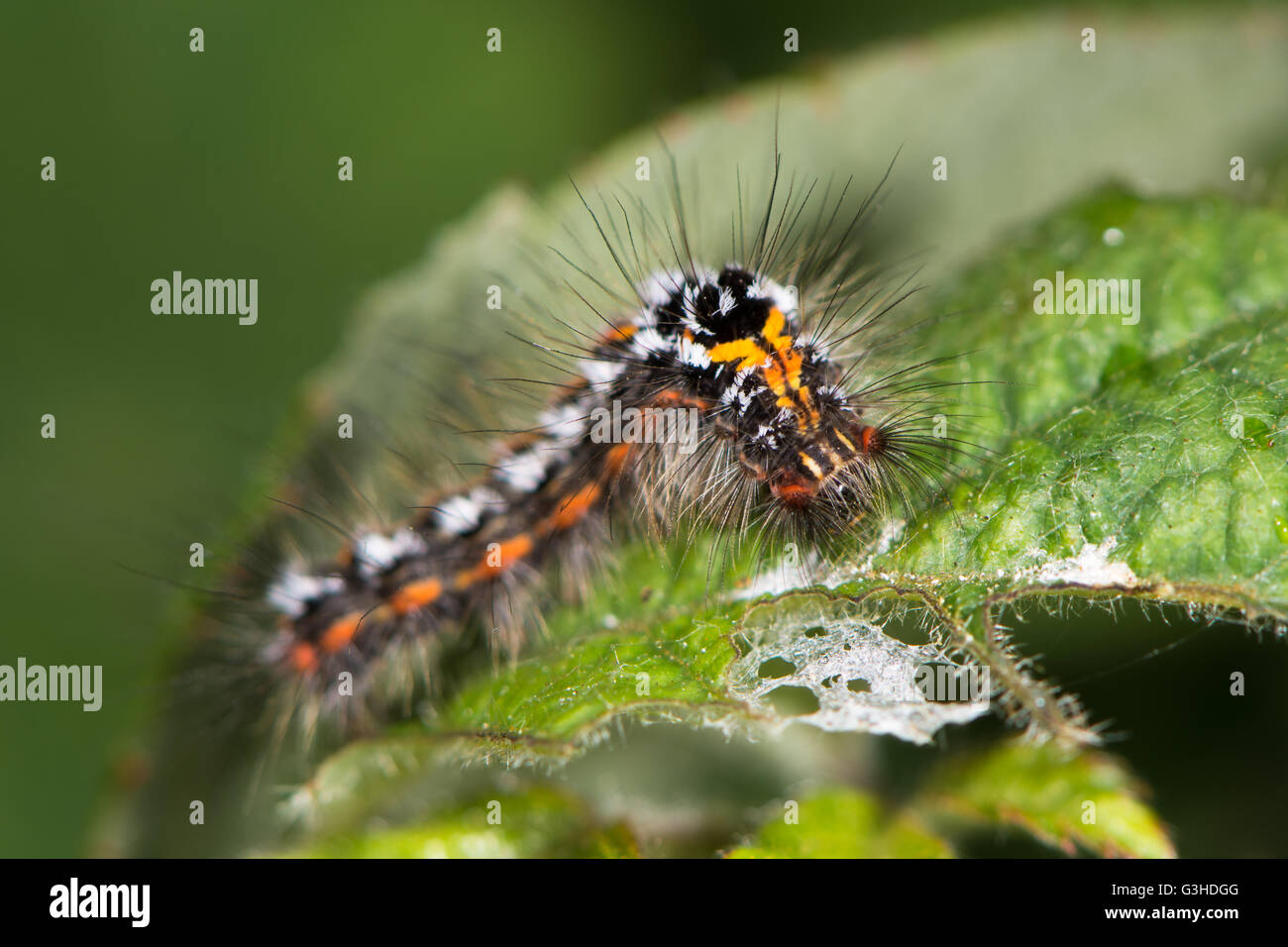 La polilla de cola amarilla (Euproctis similis) Caterpillar. La larva de la polilla de la familia Erebidae (anteriormente Lymantriidae) cubierto de vello Foto de stock