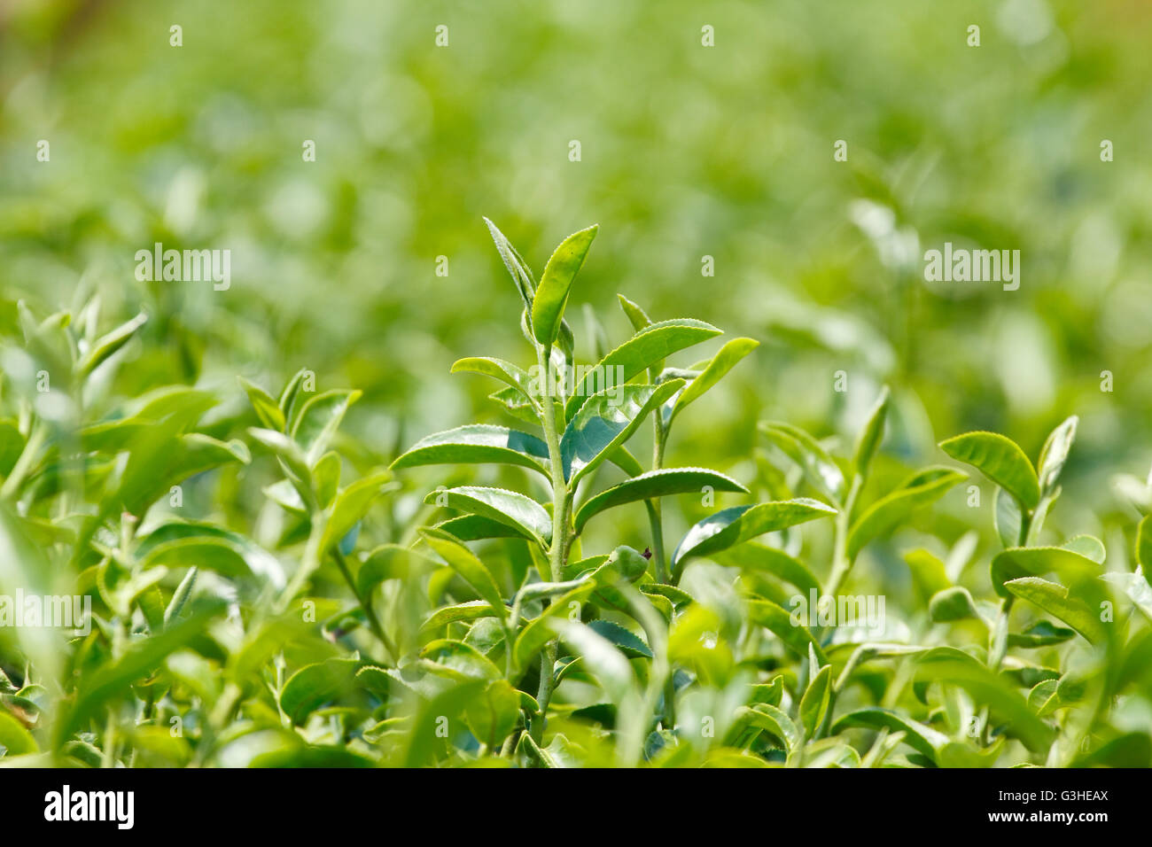 La planta de té (Camellia sinensis var. sinensis / té Chino) la planta que utilizan para producir bebidas aromáticas "té" Foto de stock