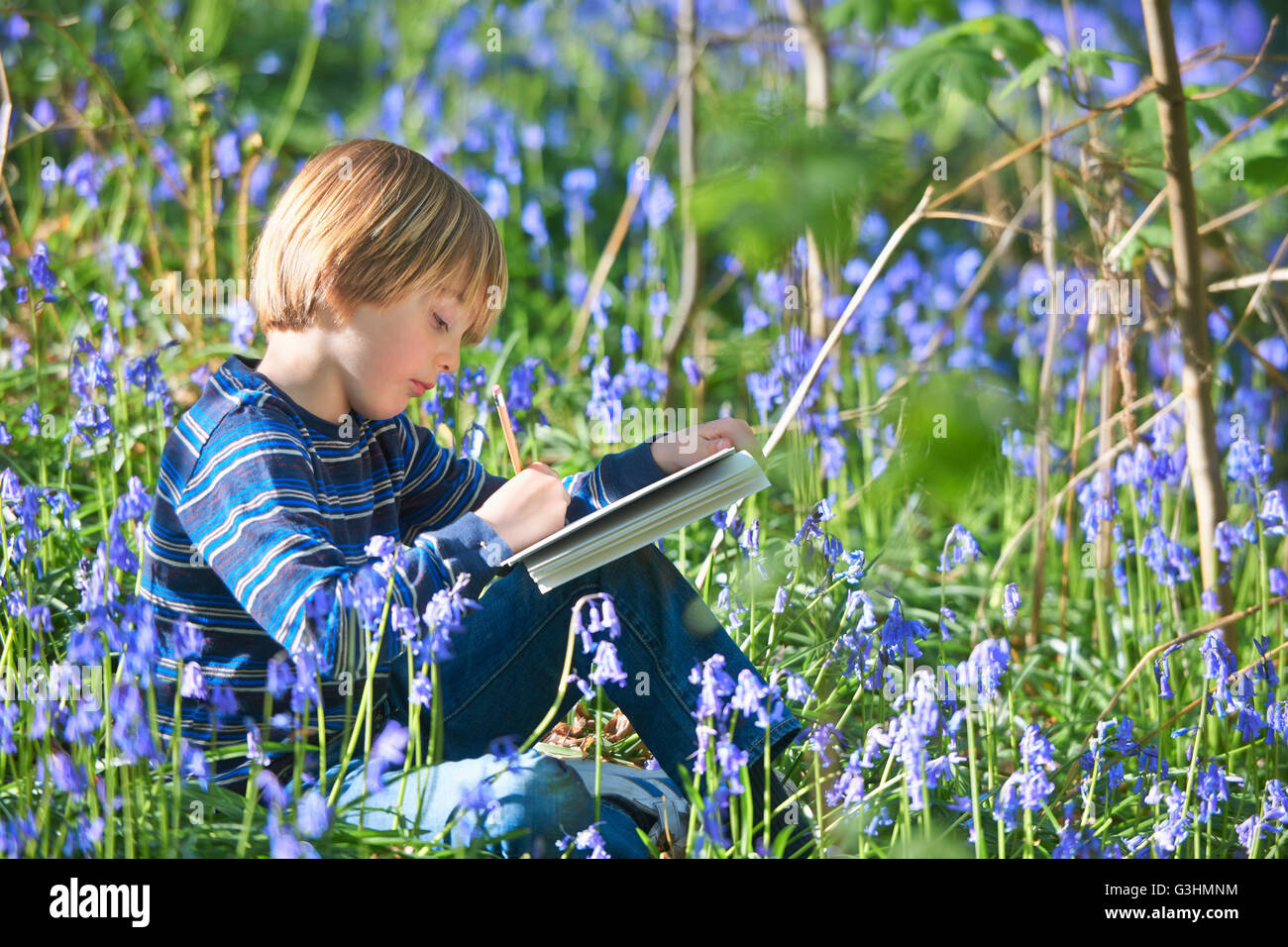 Muchacho sentado dibujando en bluebell bosque, Hallerbos, Bruselas, Bélgica Foto de stock