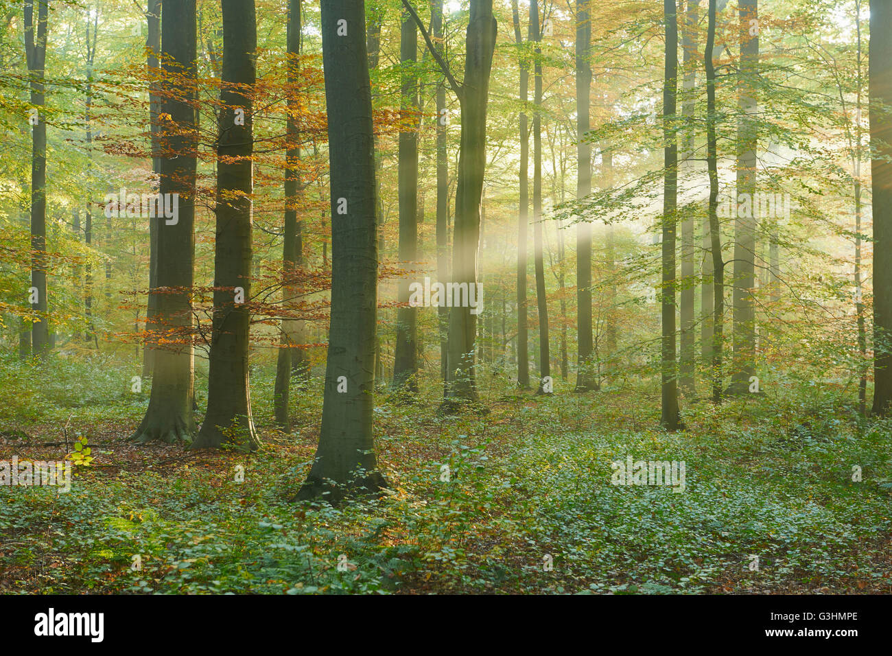 La luz solar en el bosque de Sonian, Bruselas, Bélgica Foto de stock