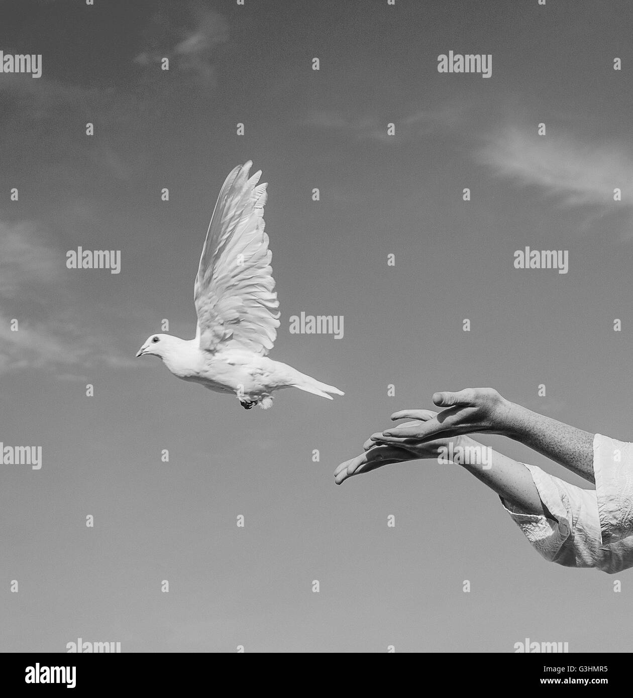 Mujer liberando paloma blanca en el cielo Foto de stock