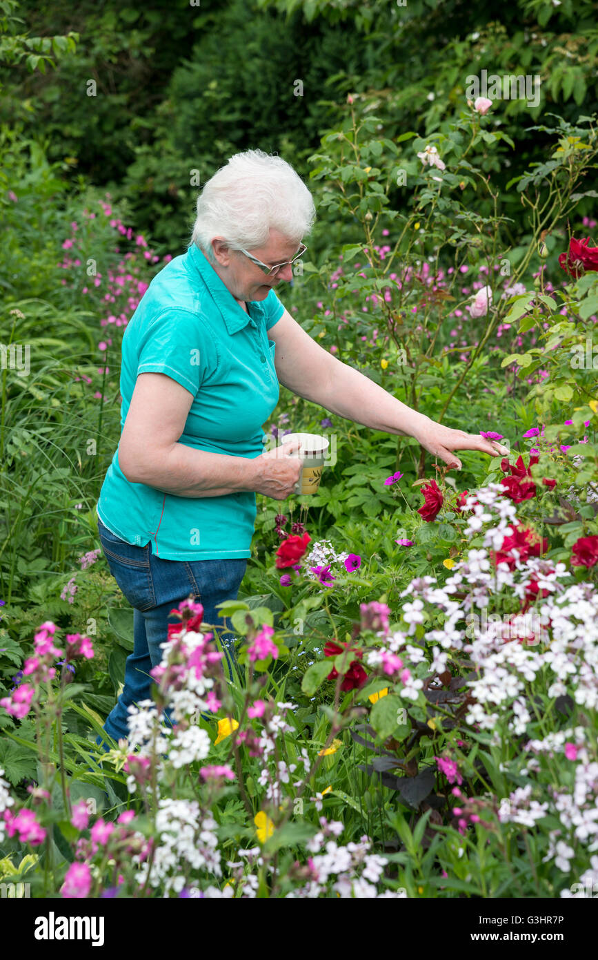 Una dama madura está contemplando un English country garden a comienzos del verano. Ella sostiene una taza de té. Foto de stock