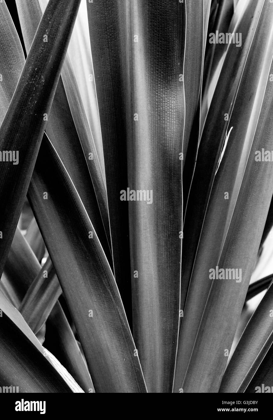Textura y hojas en blanco y negro fotografías e imágenes de alta