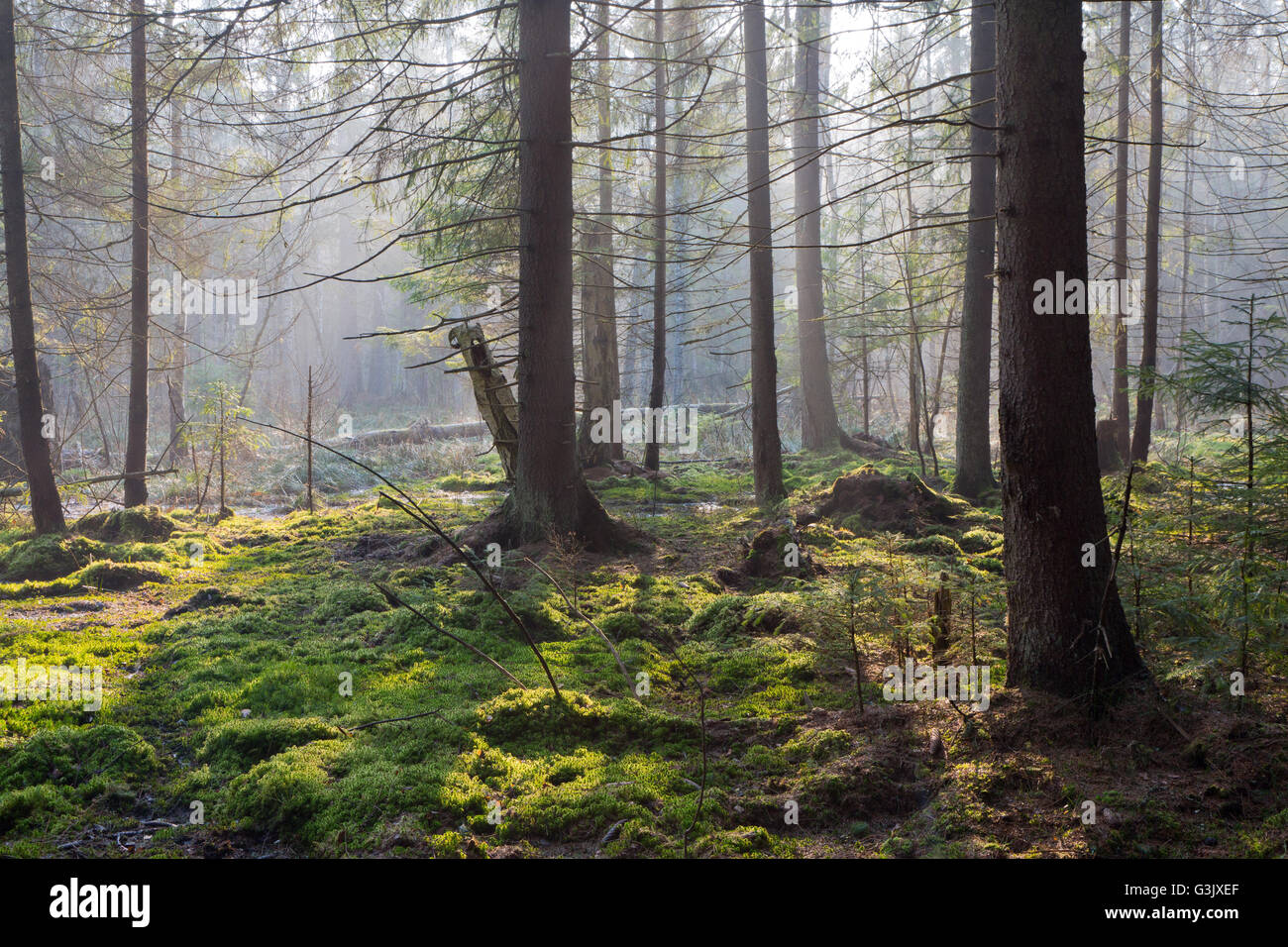 Sunbeam introducción pantanosa brumoso bosque de coníferas mañana con viejos abetos y pinos,el bosque de Bialowieza, Polonia,Europa Foto de stock