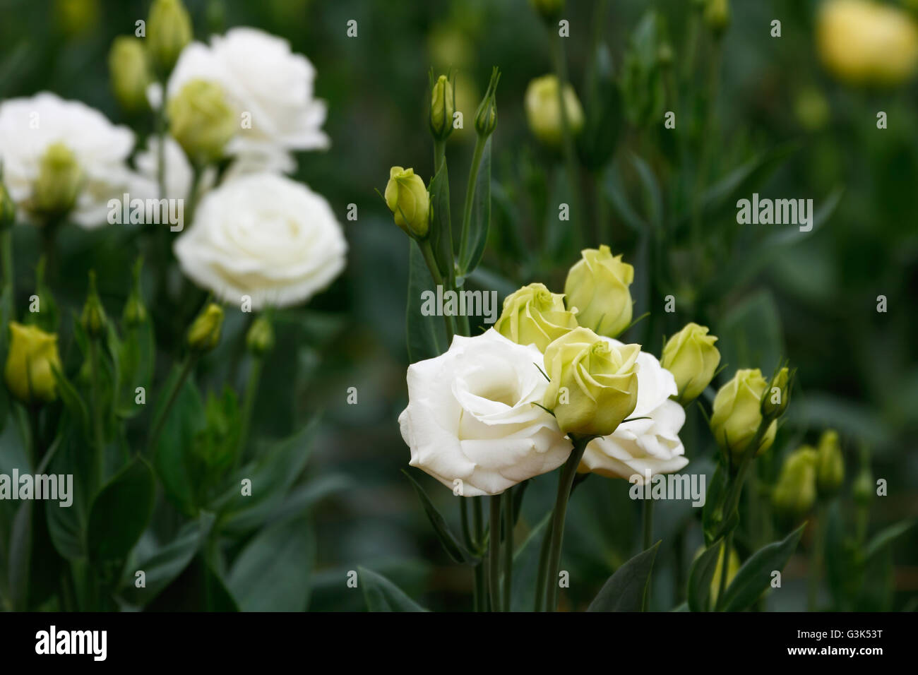 / Lisianthus Eustoma flores (Rosa Blanca) la planta que se asemejan a una rosa blanca pero sin espinas Foto de stock