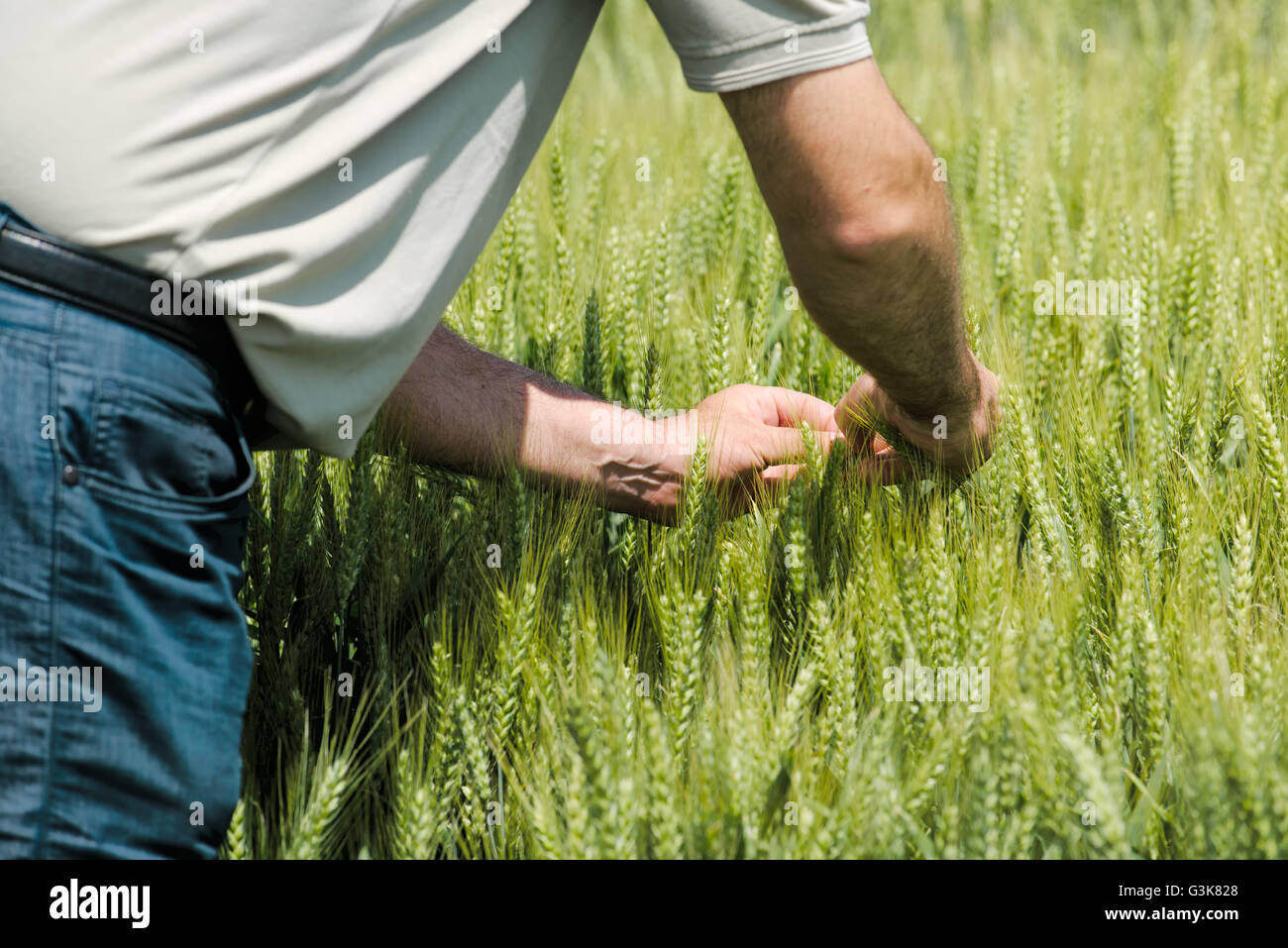 Protección de cultivos de trigo y cereales responsables agrícolas, agricultor en el campo cultivado. Foto de stock