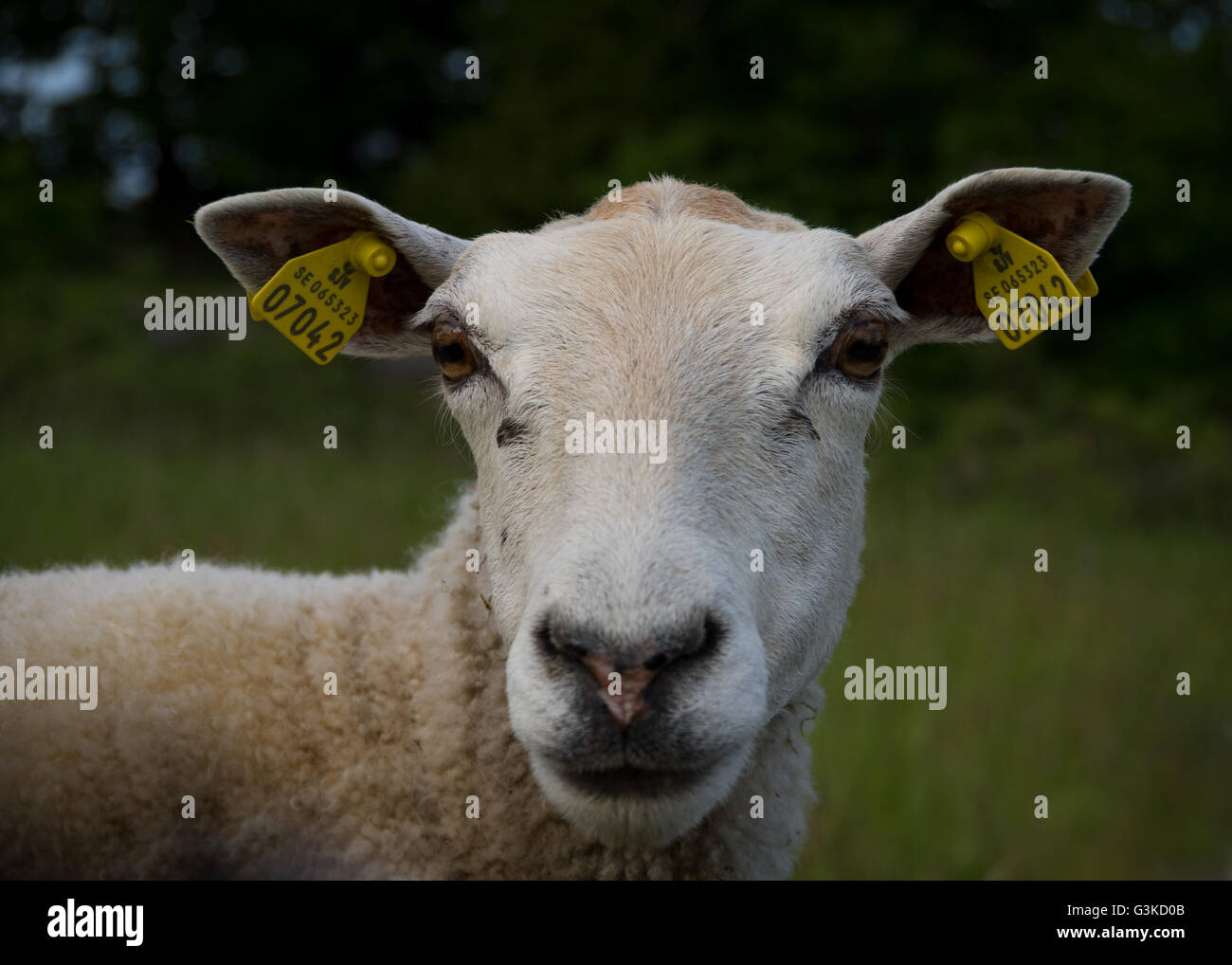 Retrato de una oveja con marcas auriculares mirando a la cámara. Foto de stock