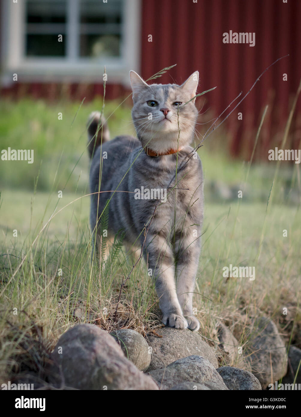 Gato atigrado gris buscando insectos en una paja de pasto Foto de stock