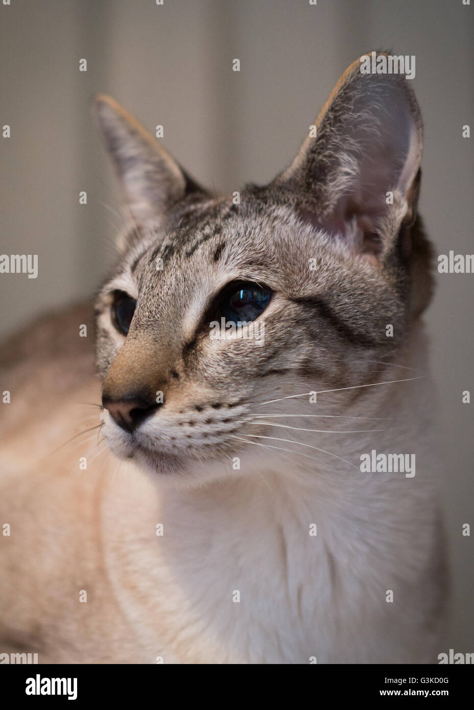 Retrato de un gato siamés punto lynx Foto de stock