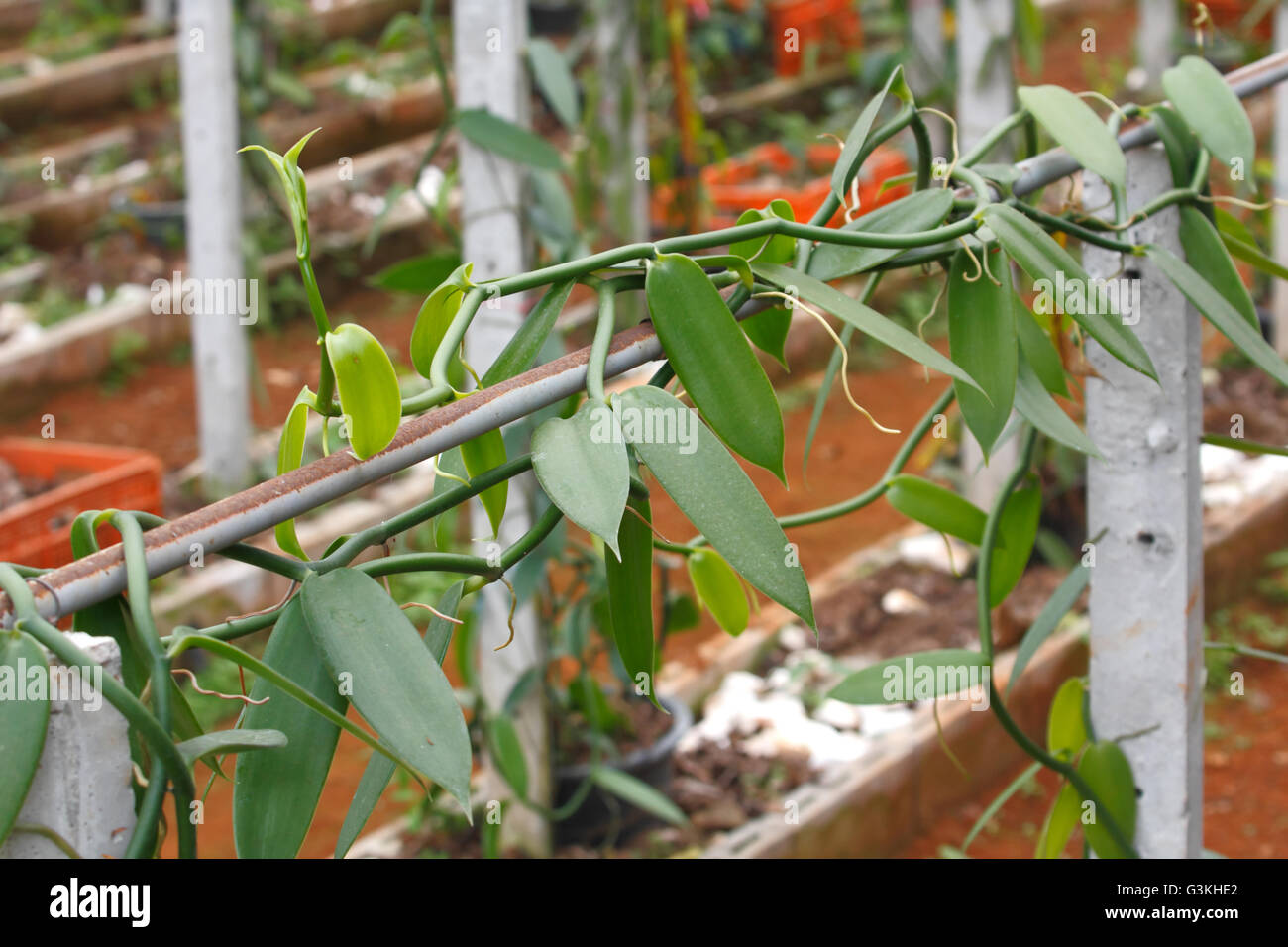 Granja de cultivo de vainilla, Vanilla planifolia (orquídea) sembrar para cosechar los frutos para extraer el aroma de vainilla. Foto de stock