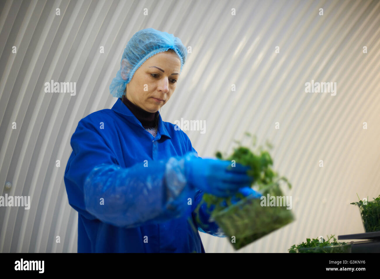 Mujer vistiendo el cabello net guantes de látex y envasado de verduras Foto de stock