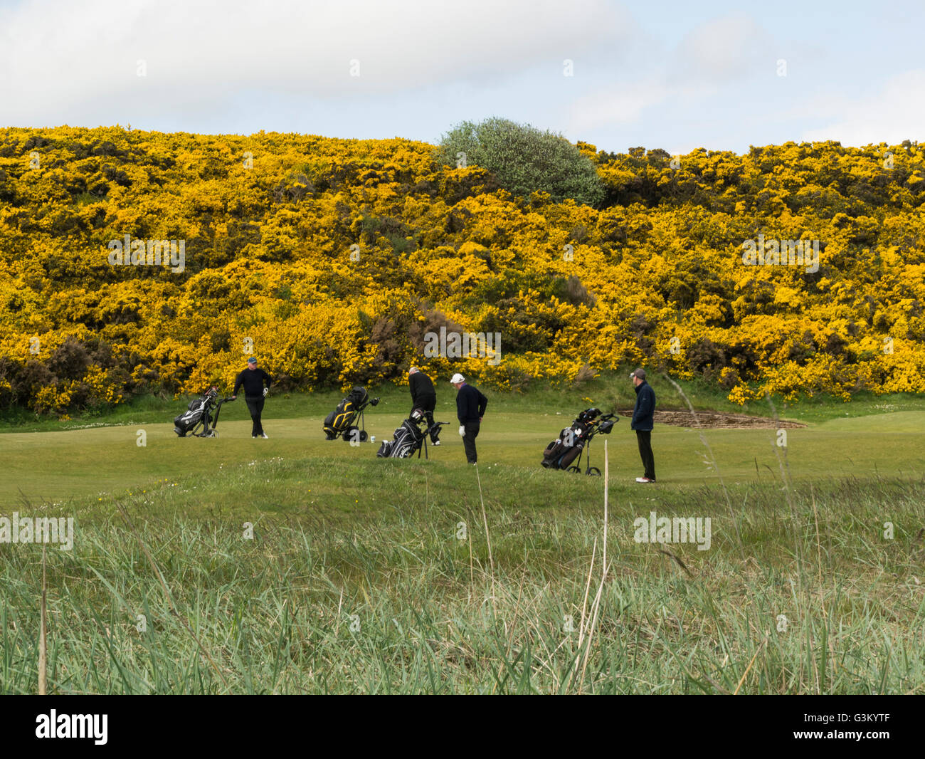 Golfistas en Royal Dornoch golf Sutherland Highlands escocesas en la orilla norte de Dornoch Firth encantadora May day weather Foto de stock