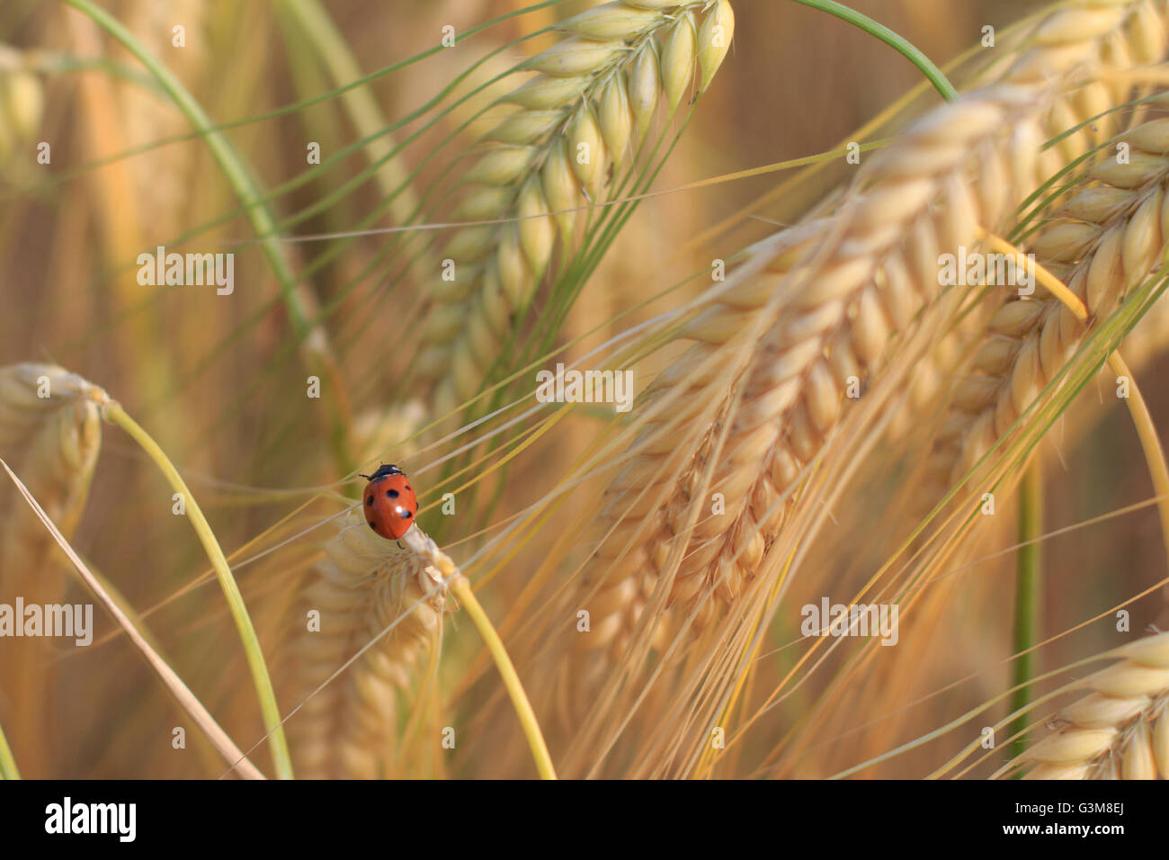 Mariquita, mariquita, Lady escarabajo en campo de trigo Foto de stock