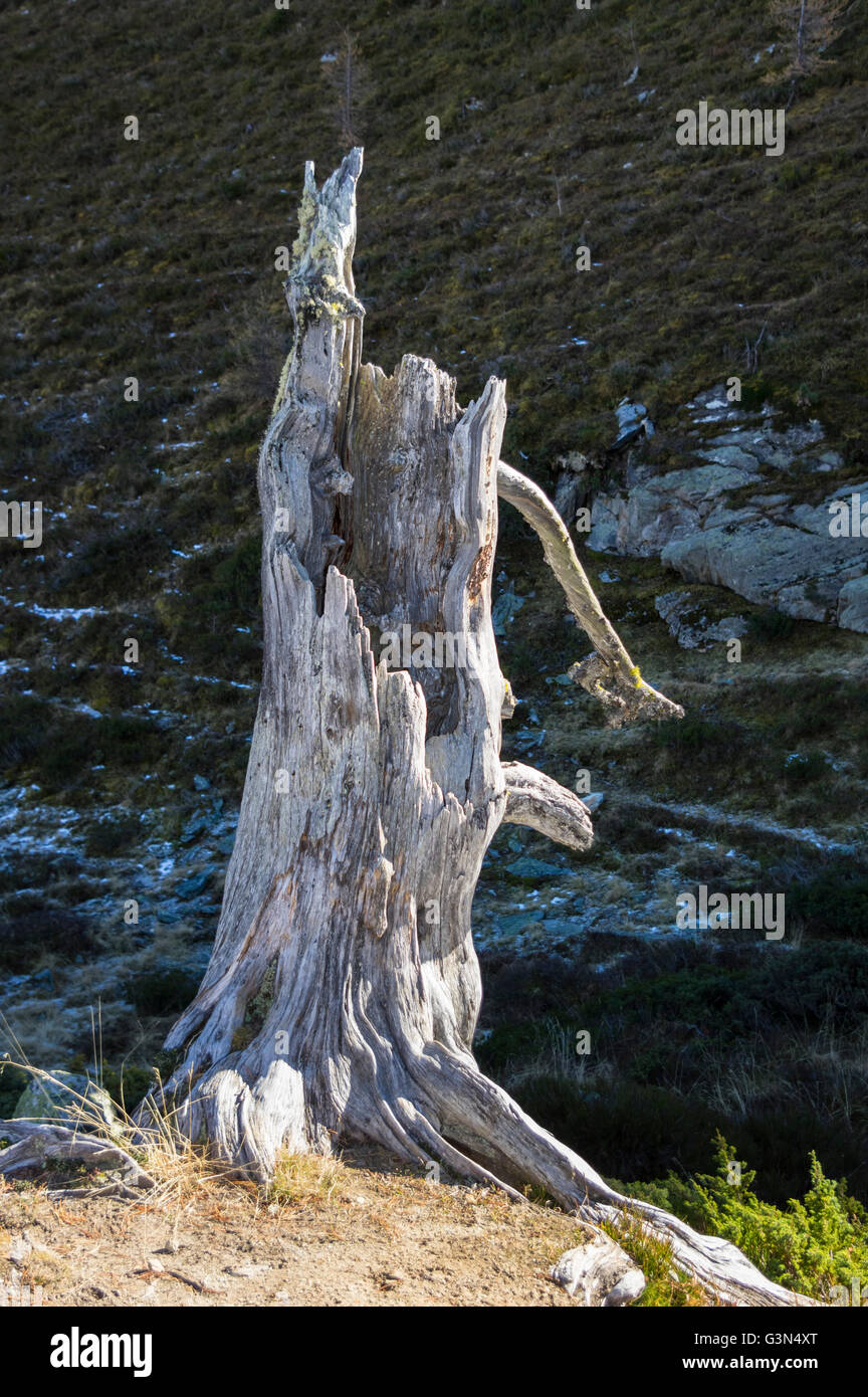 Tronco hueco de un árbol muerto en dura la luz solar. Foto de stock