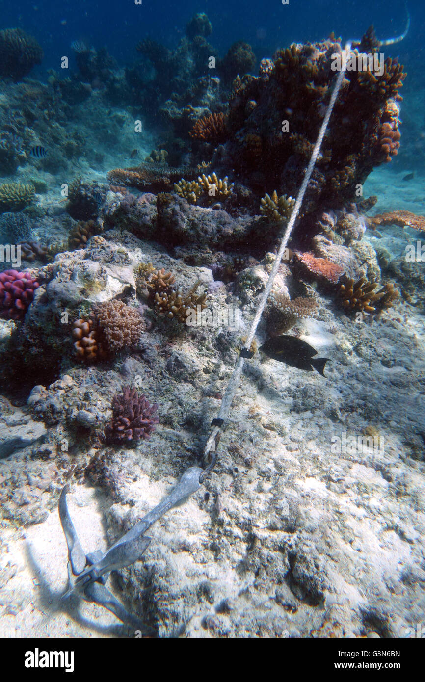 Ancla de barco en la laguna arrecifal superficial con muchos pequeños corales, al norte de la Gran Barrera de Coral, Queensland, Australia Foto de stock