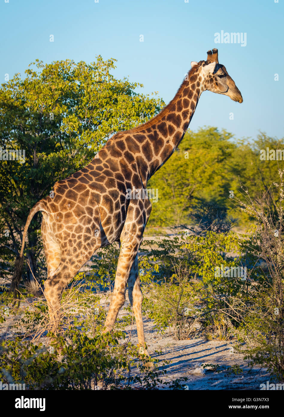 La Jirafa Giraffa Camelopardalis Es Un Africano Más Puntera De Mamíferos Ungulados El Más 9588