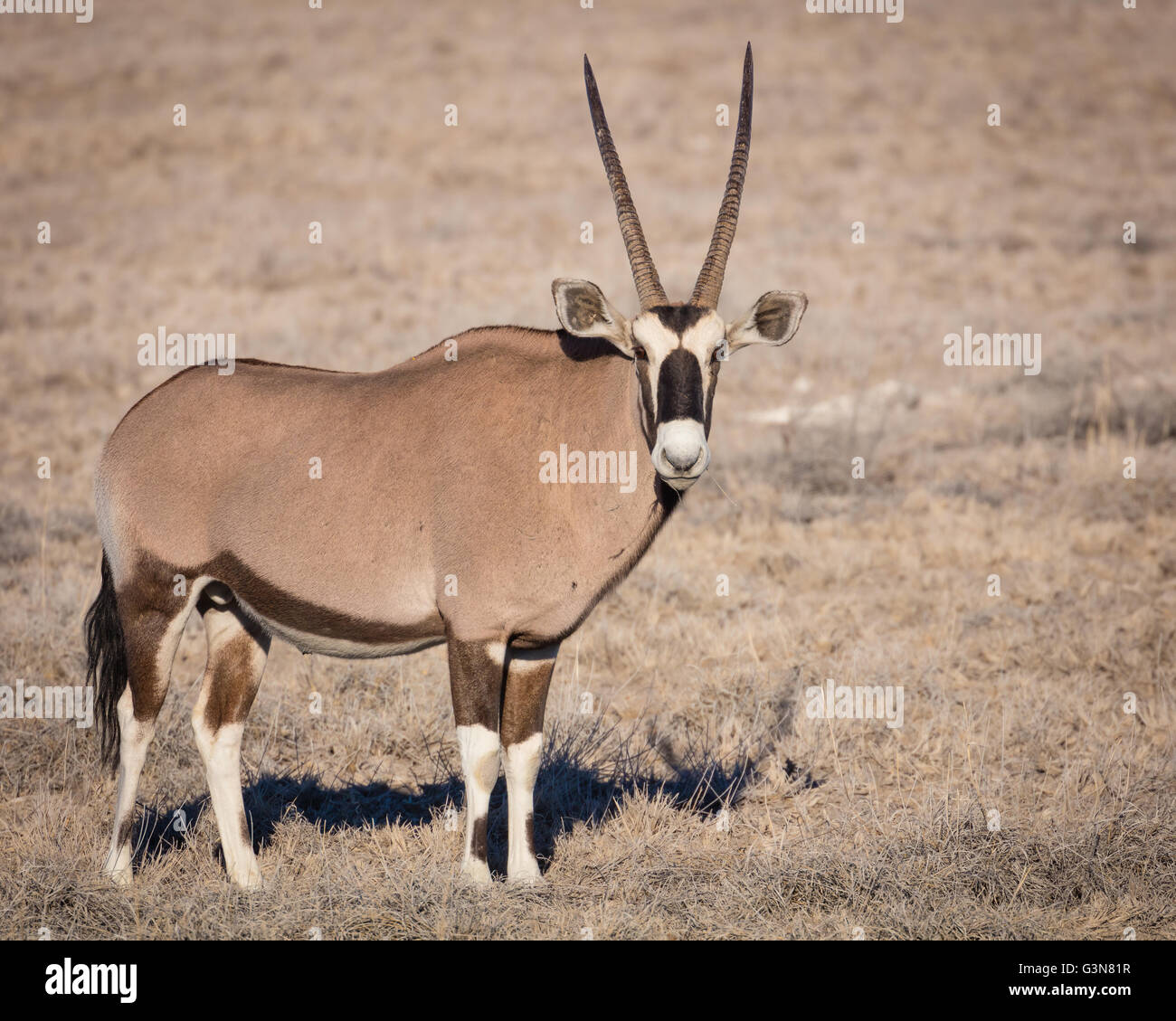 El gemsbuck o gemsbok (Oryx gazella) es un gran antílope oryx en el género Foto de stock