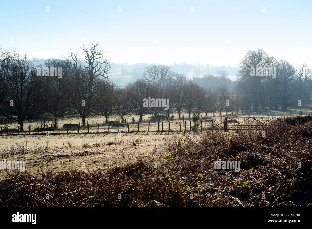 Kent en invierno, REINO UNIDO Foto de stock