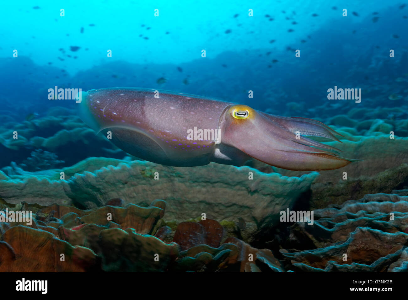 Jibia (Sepia latimanus Broadclub) nadando en el arrecife, isla, archipiélago Tukangbesi Wakatobi Wakatobi, Parque Nacional Foto de stock