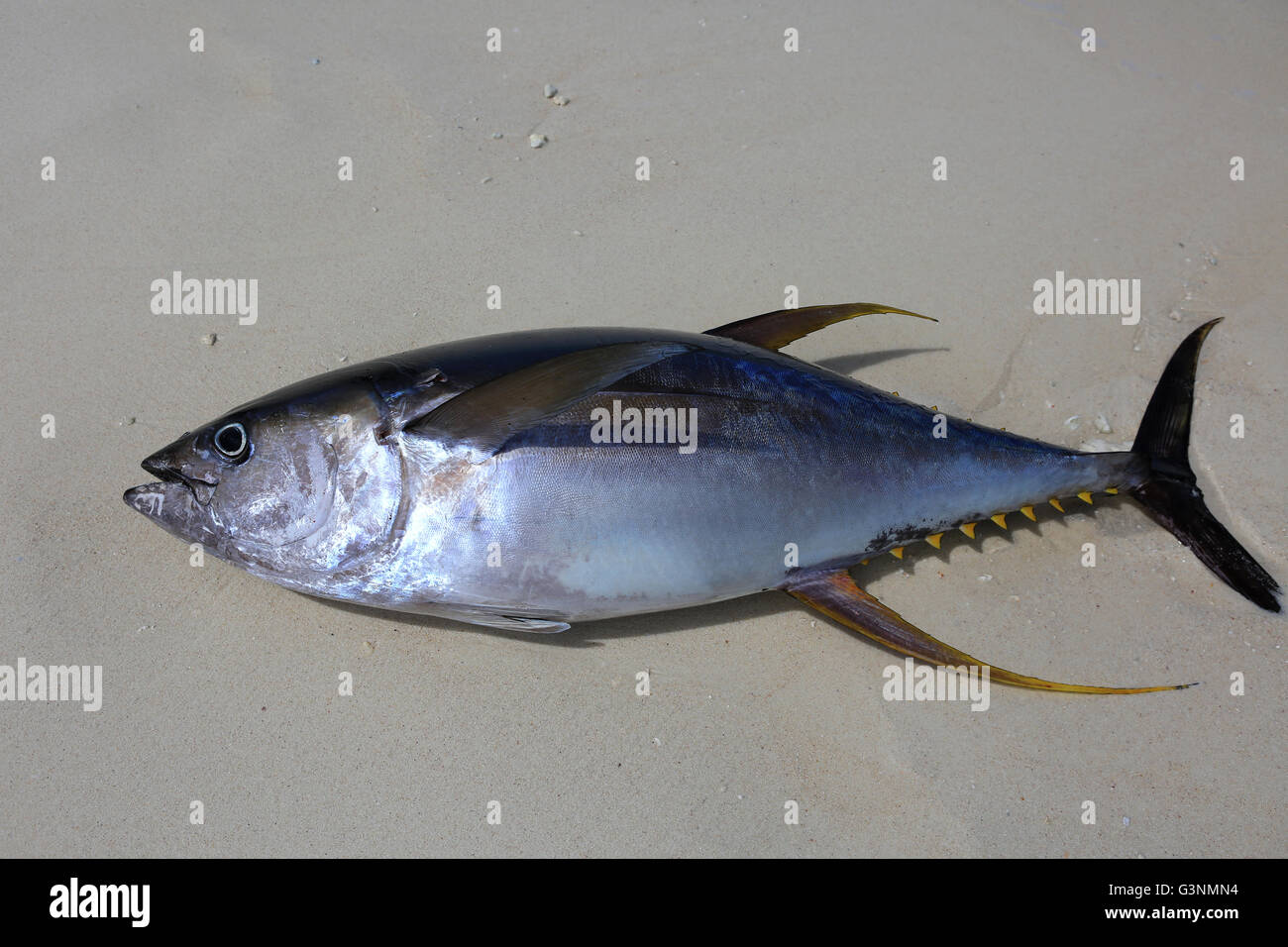 Fresco pescado atún pescado en una playa, la Isla de Navidad, Kiribati Foto de stock