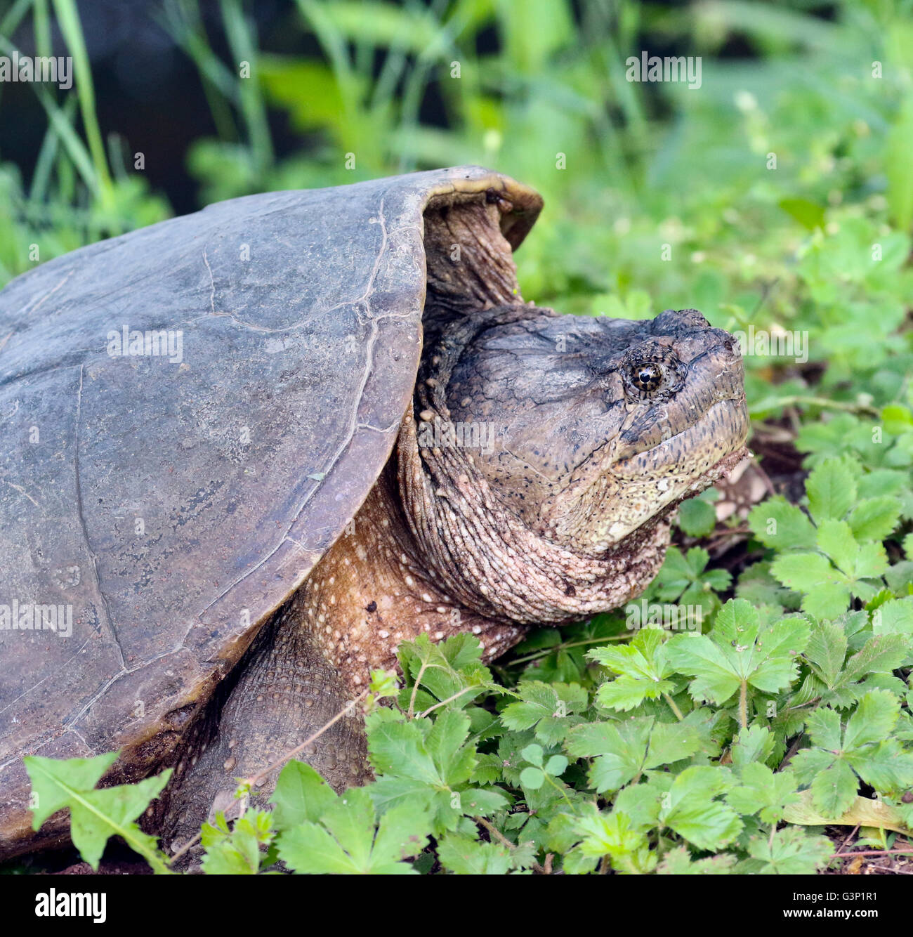 Ajuste común tortuga Chelydra serpentina hembra en su nido. Foto de stock