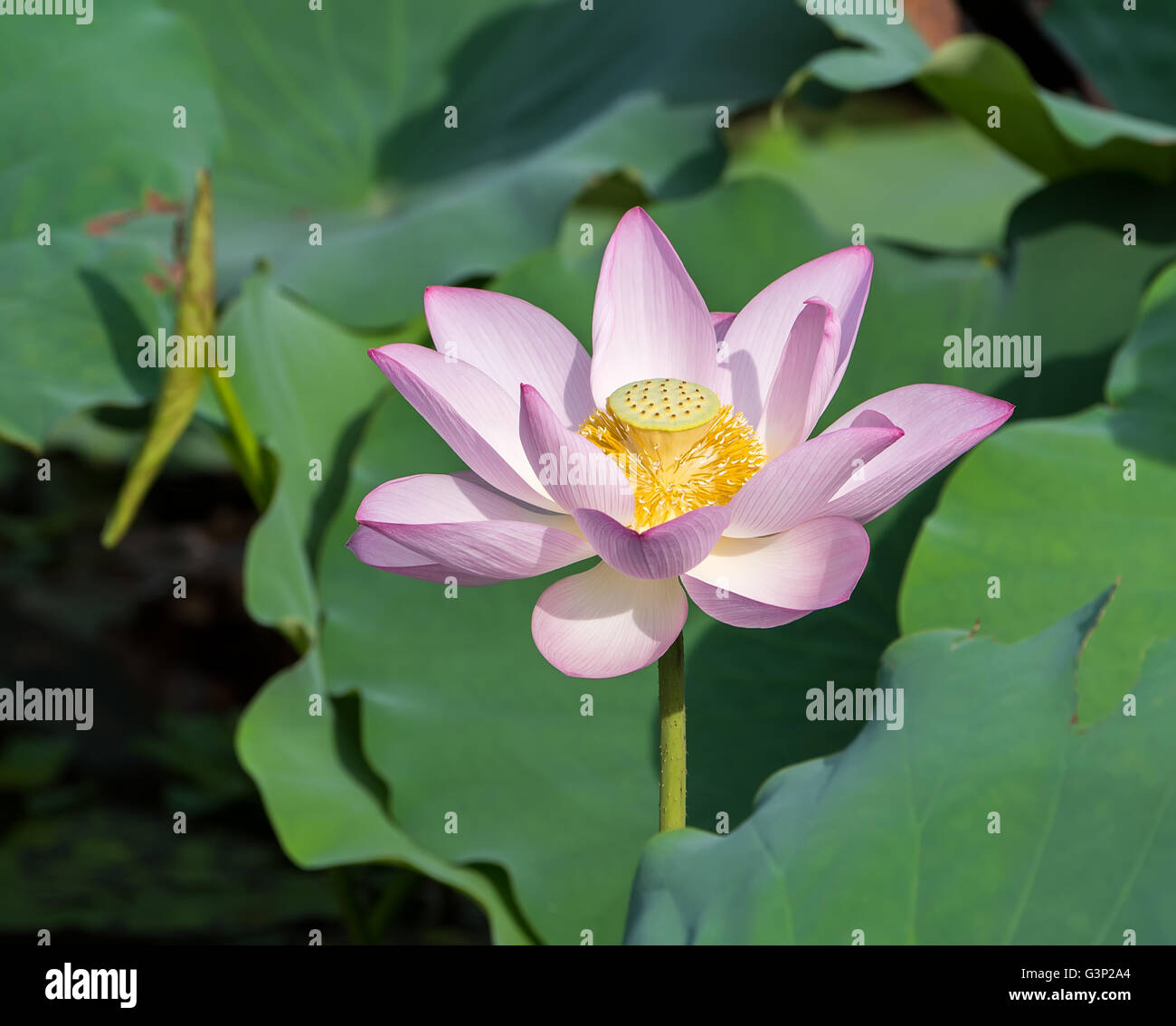Hojas de flor de loto fotografías e imágenes de alta resolución - Página 10 - Alamy Hojas de flor de loto fotografías e imágenes de alta resolución - Página 10 - Alamy