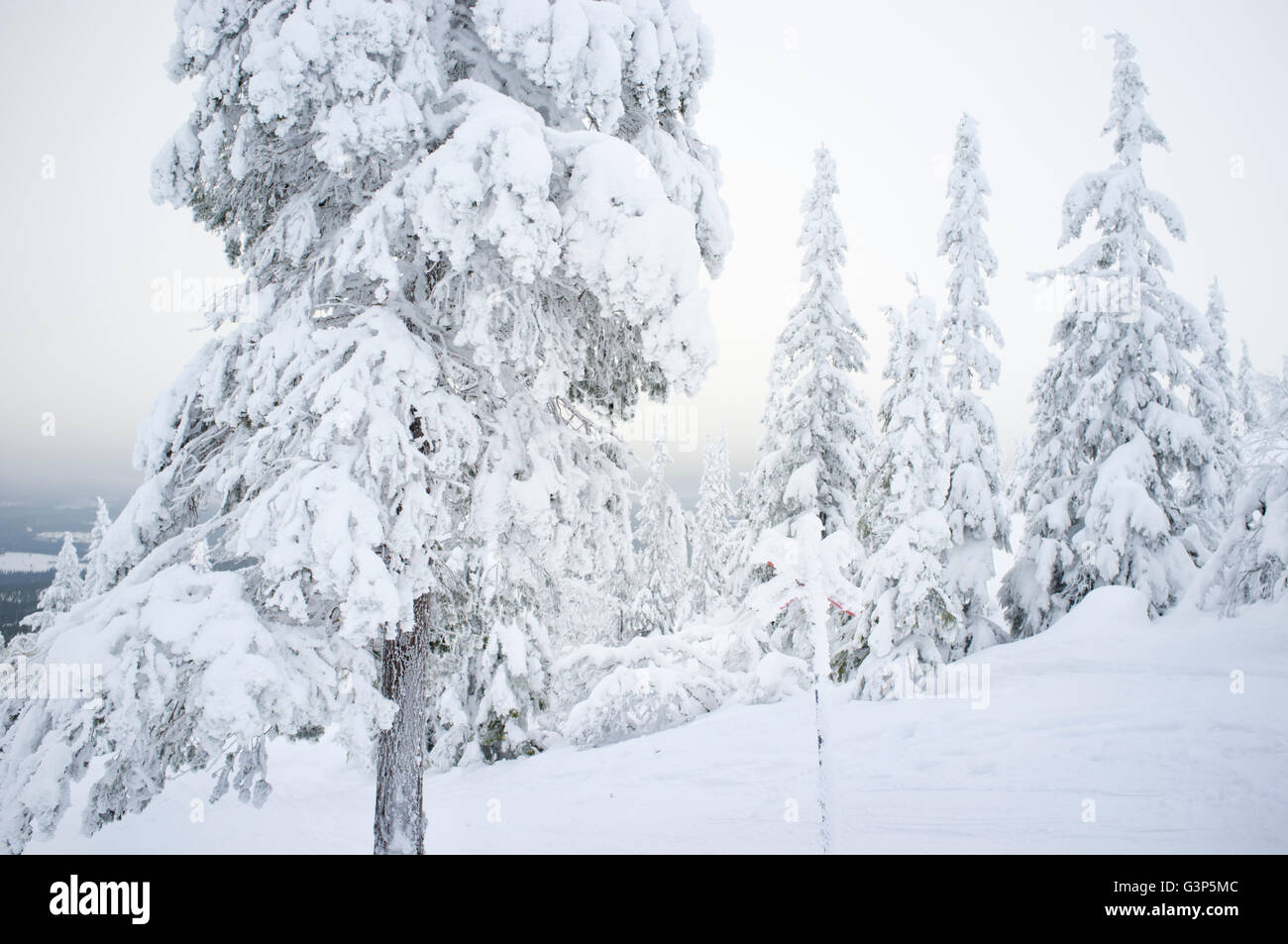 Suecia, Dalarna, salen, árboles de hoja perenne cubierto con nieve Foto de stock