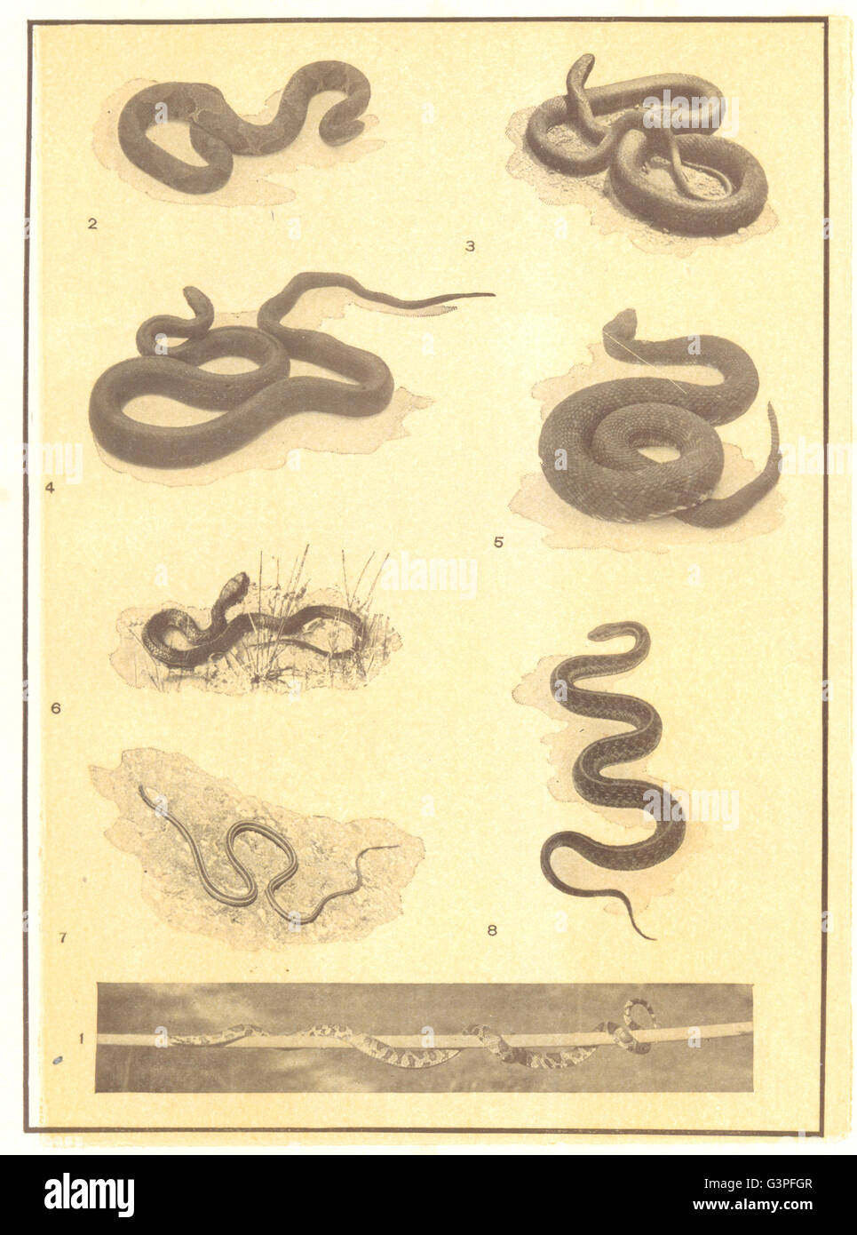 Las serpientes: Serpiente cascabel Serpiente cabeza de cobre (copperhead) Blacksnake leche agua Ribbon Liga, 1907 Foto de stock