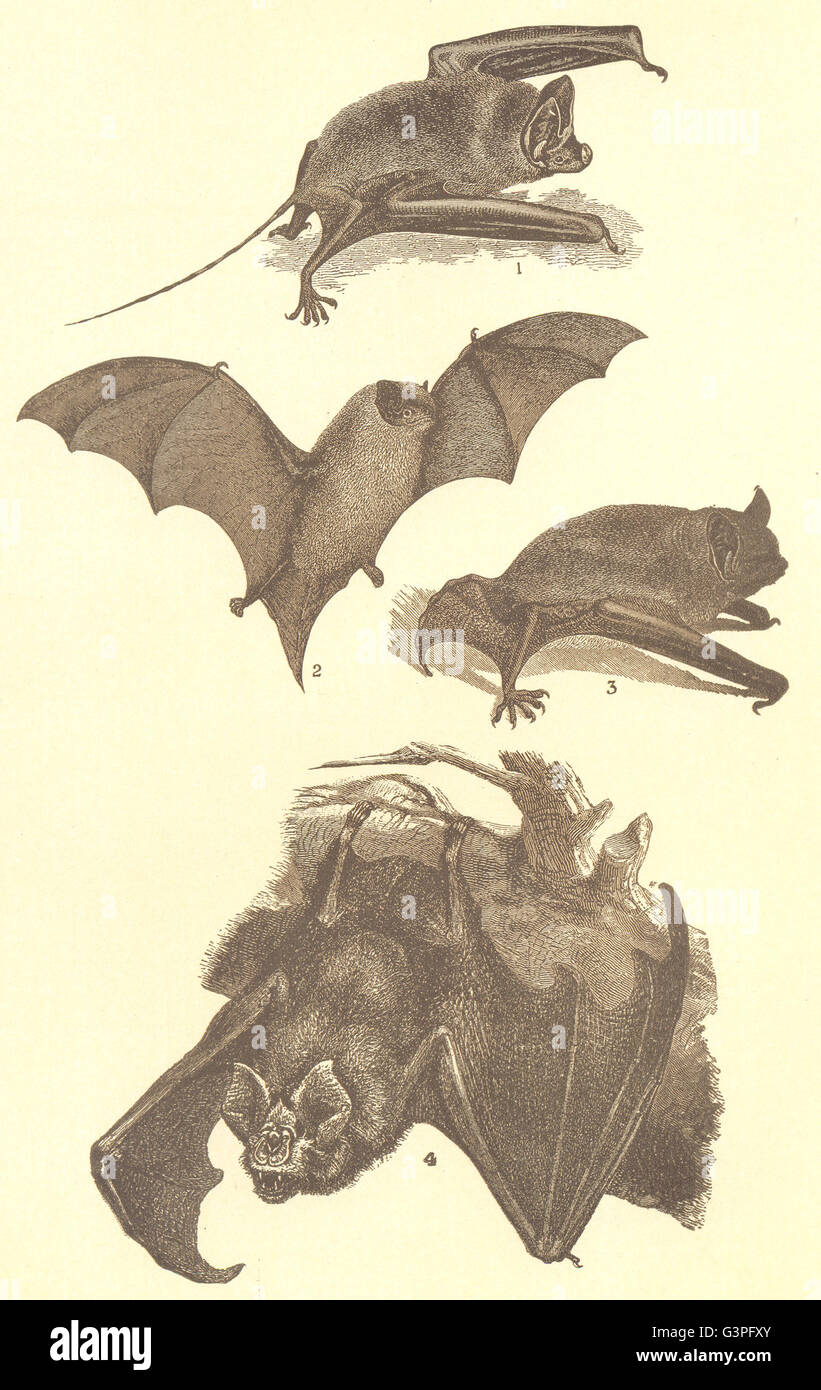 Murciélagos: Colgajo Bat; nariz de pigmeos; Agua; Caballo-zapato, grabado antiguo 1907 Foto de stock