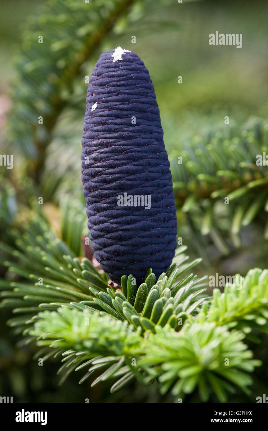 Un cono es un órgano de las plantas en la división Pinophyta que