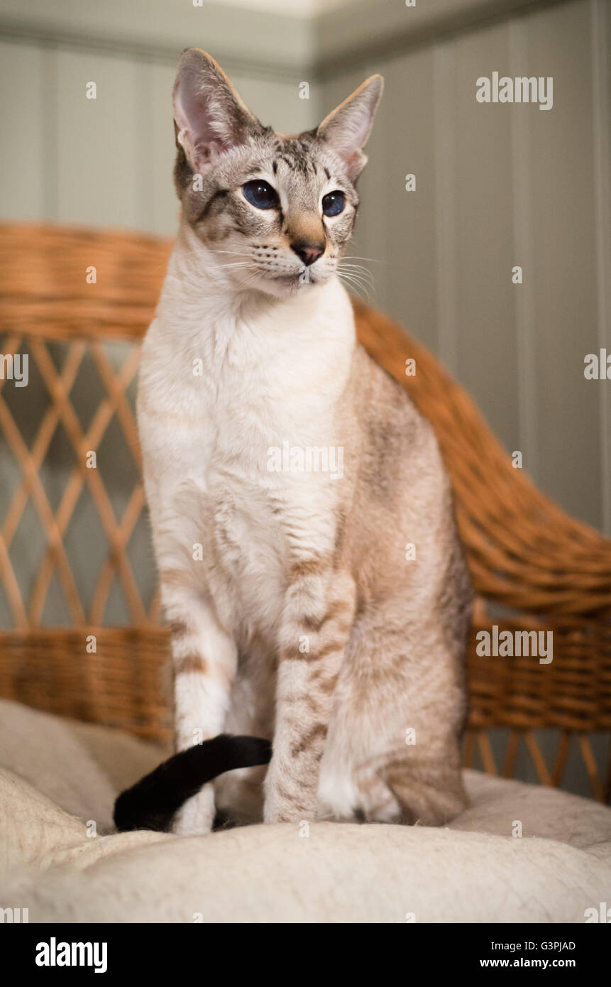 Siameses gato sentado en un sofá Foto de stock