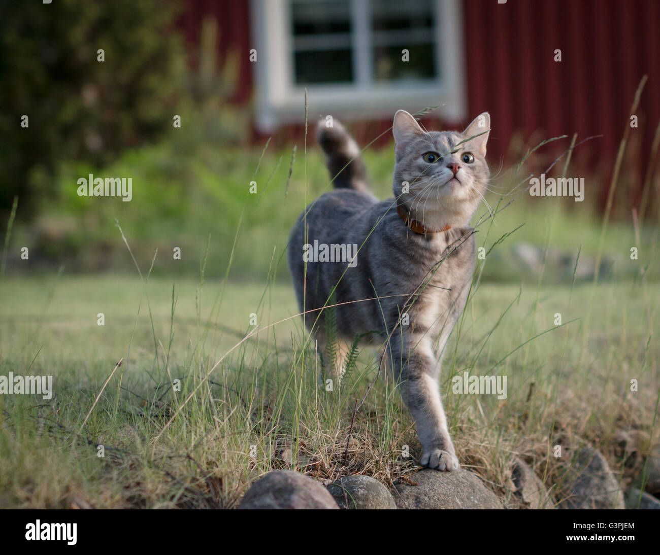 Gato atigrado gris mirando un insecto en una paja de pasto Foto de stock