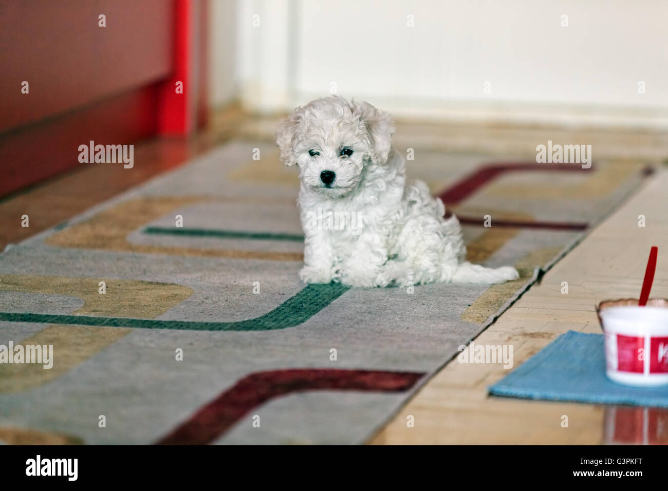Bichón frise pequeño lindo perrito posando en el interior, observe poca  profundidad de campo Fotografía de stock - Alamy