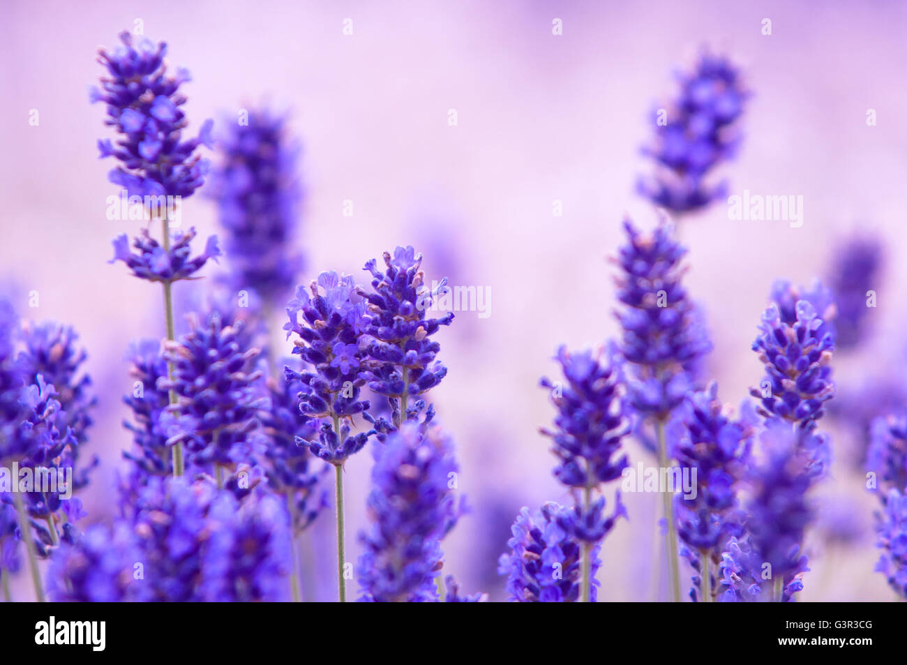 Flor de lavanda, flores de lavanda violeta en la naturaleza, con copia  espacio, Lavándula Fotografía de stock - Alamy