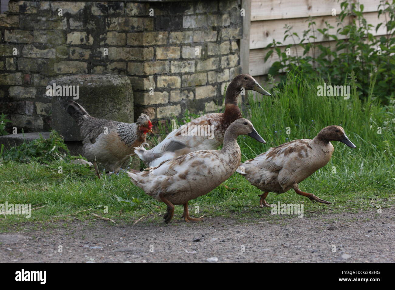 Tres patos Indian Runner,marrón drake 2 patos,rango libre de aves de granja rural,,gallina detrás Foto de stock