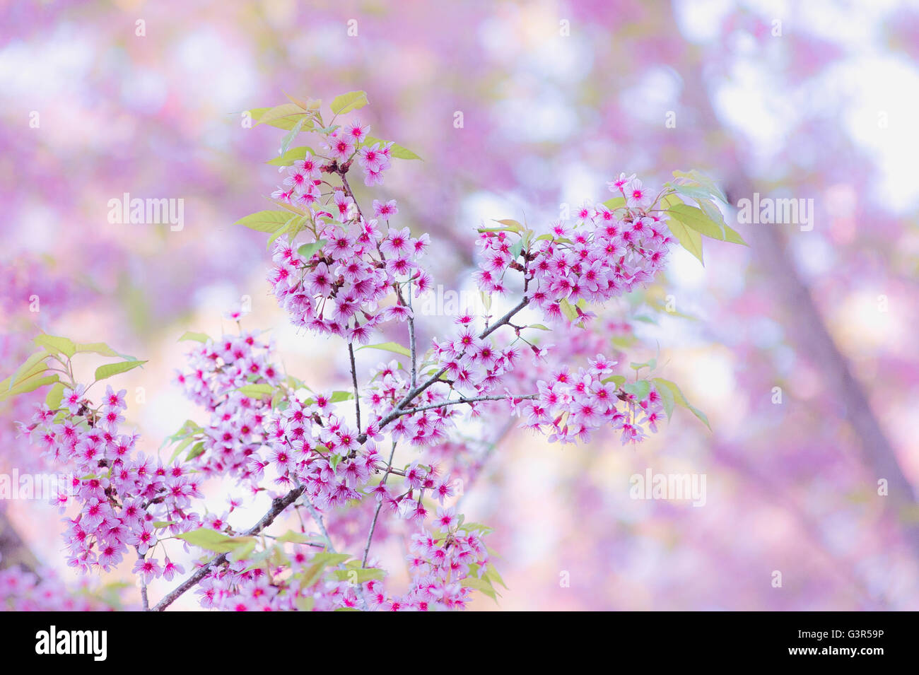 Sakura flor flor que florece en la montaña Pangkhon Chiang Rai, Tailandia Foto de stock