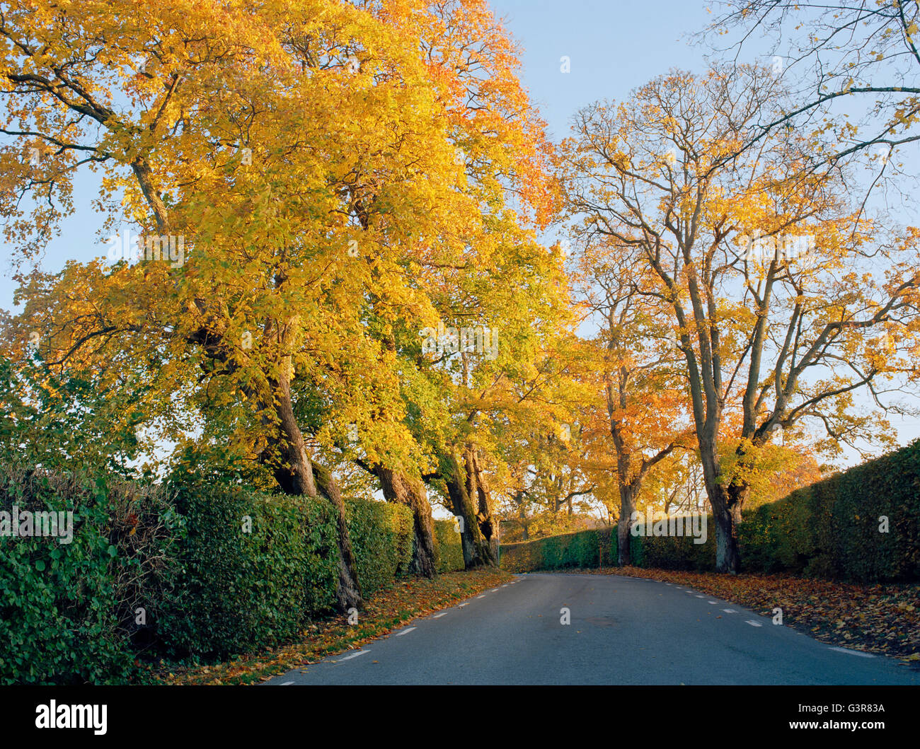 Suecia, Skane, Hackeberga, Amarillo árboles en otoño Foto de stock