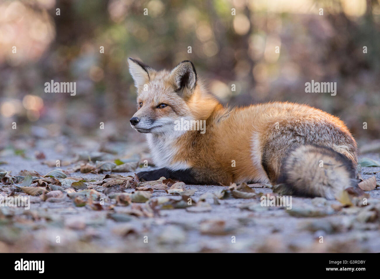 Hermoso macho zorro rojo salvaje en otoño Foto de stock