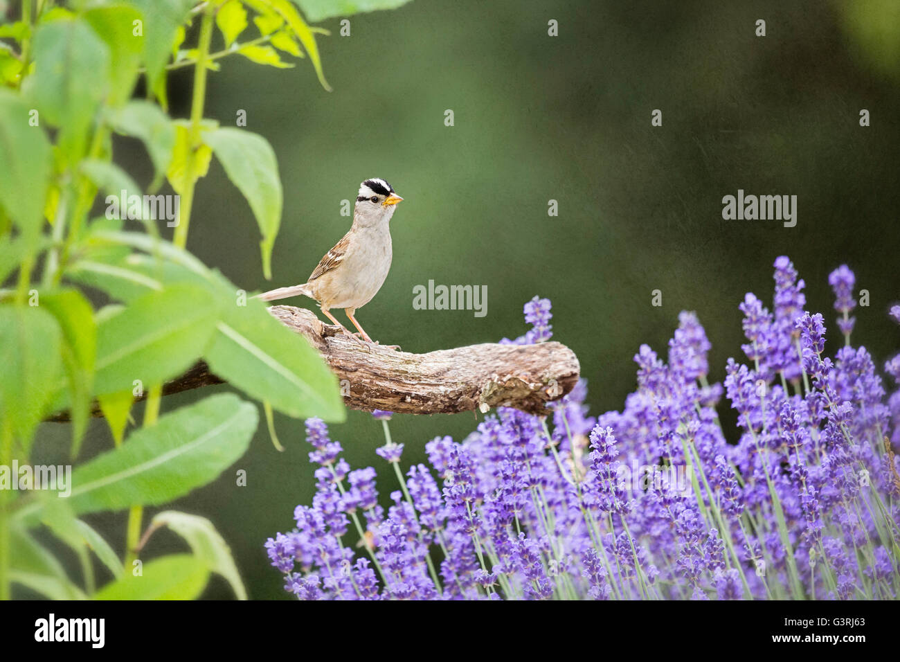 Jardín inspirador fotografías e imágenes de alta resolución - Alamy