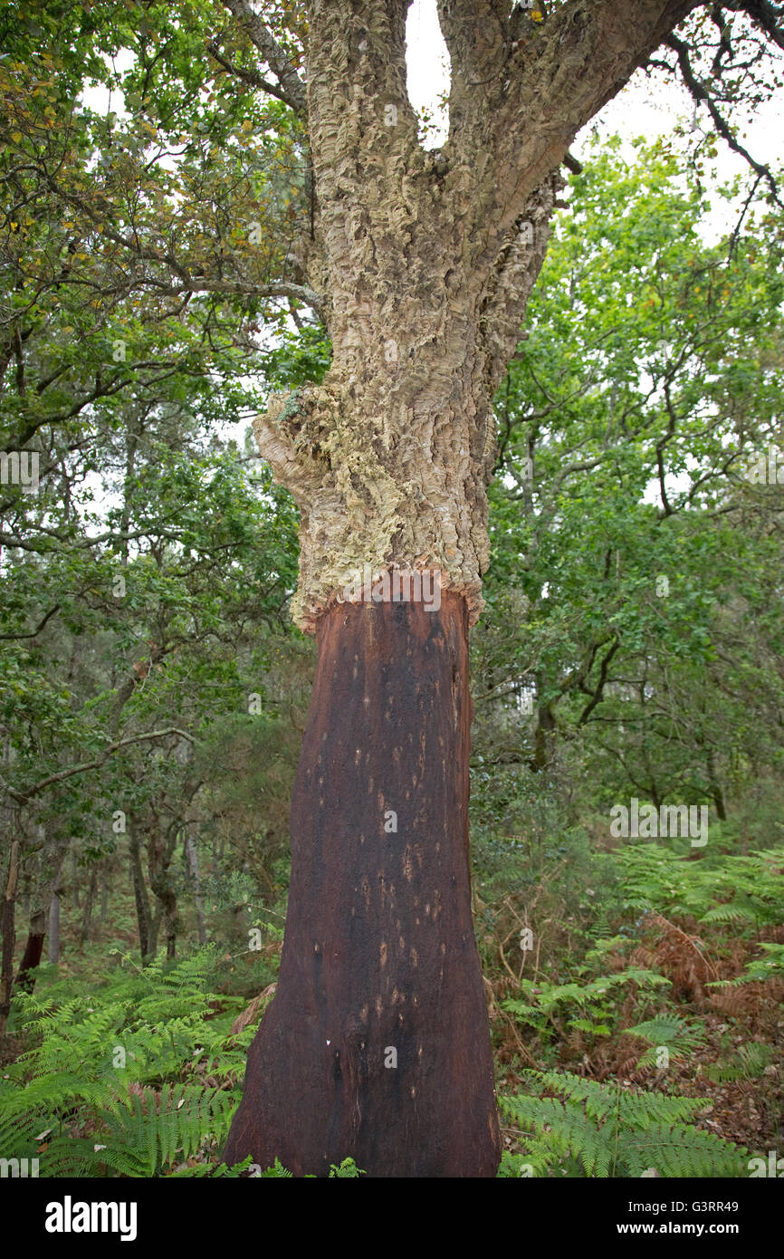 El alcornoque Quercus suber con corteza eliminada sección inferior en el sur de Francia Foto de stock