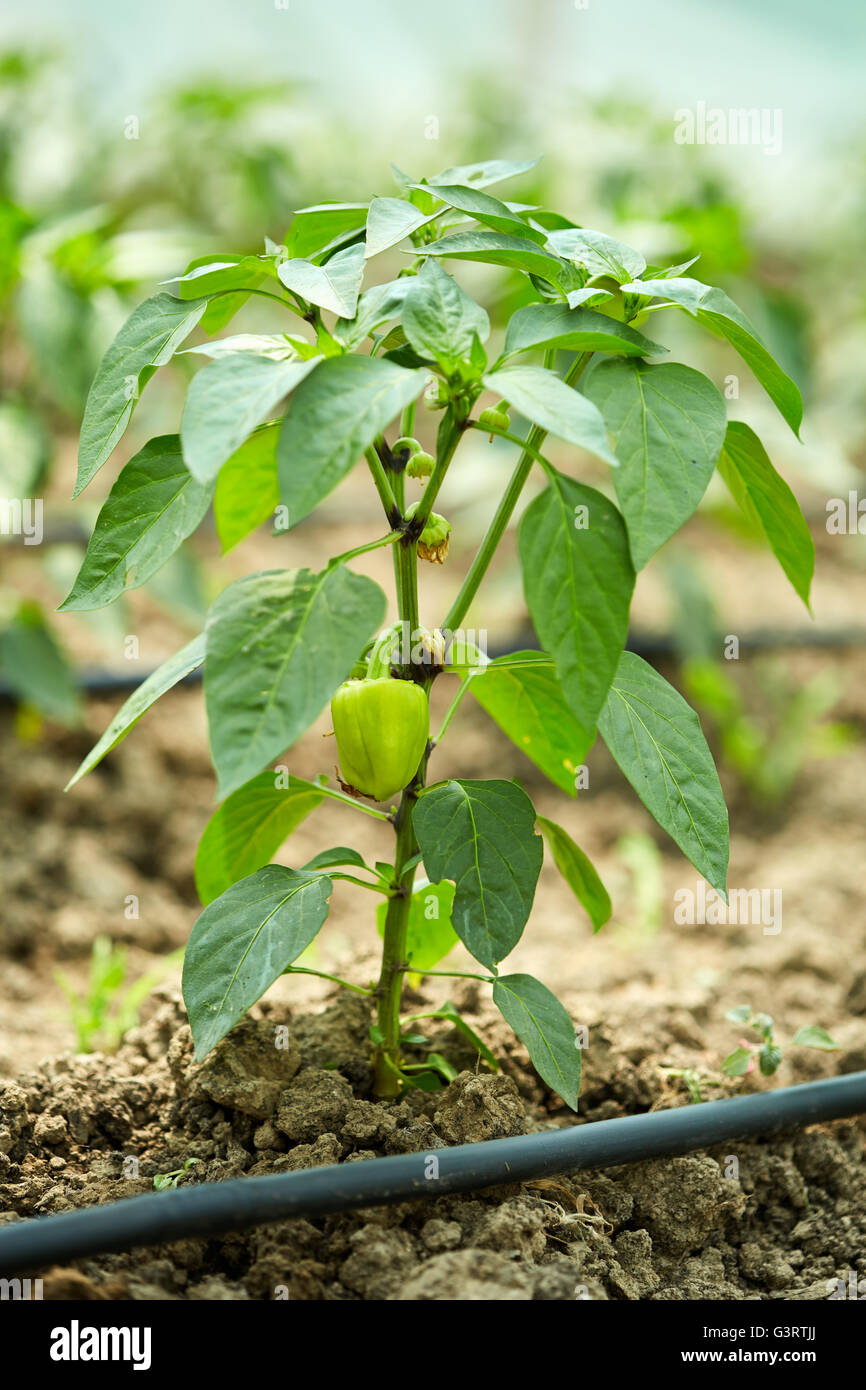 Planta de pimiento morron bebé fotografías e imágenes de alta