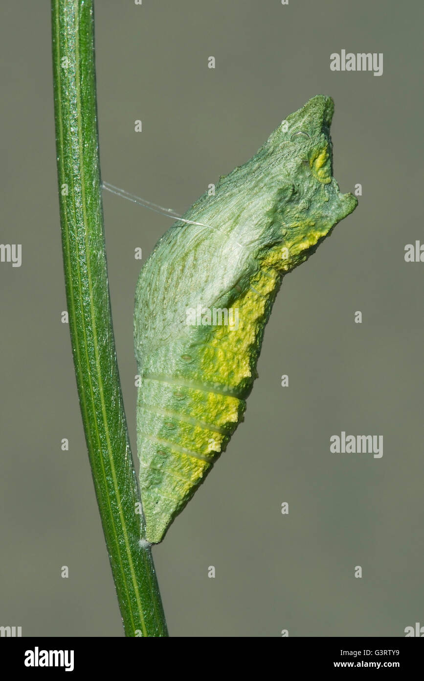 A principios de la fase de pupa E Especie Papilio polyxenes (mariposas) oriental de América del Norte Foto de stock