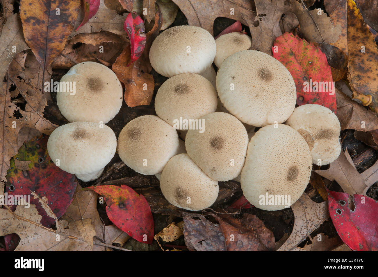 Puffball Lycoperdon perlatum comunes de setas en otoño, Michigan, EE.UU. Foto de stock
