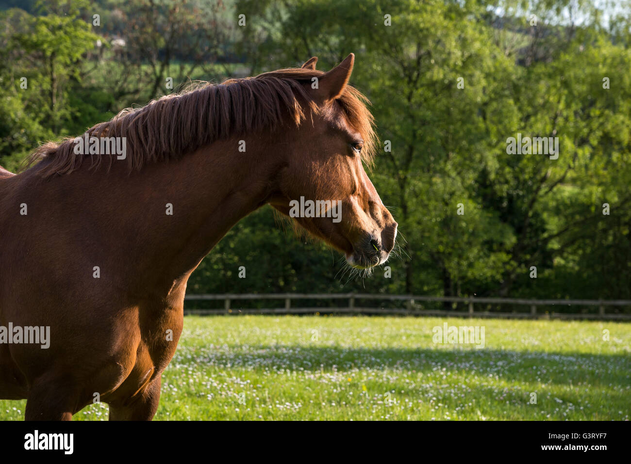 Castaña de caballo con la cabeza hacia arriba y las orejas hacia adelante en un paisaje veraniego. Foto de stock
