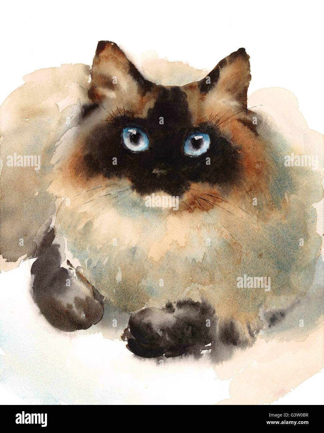 Watercolor ragdoll siamese cat hand fotografías e imágenes de alta  resolución - Alamy