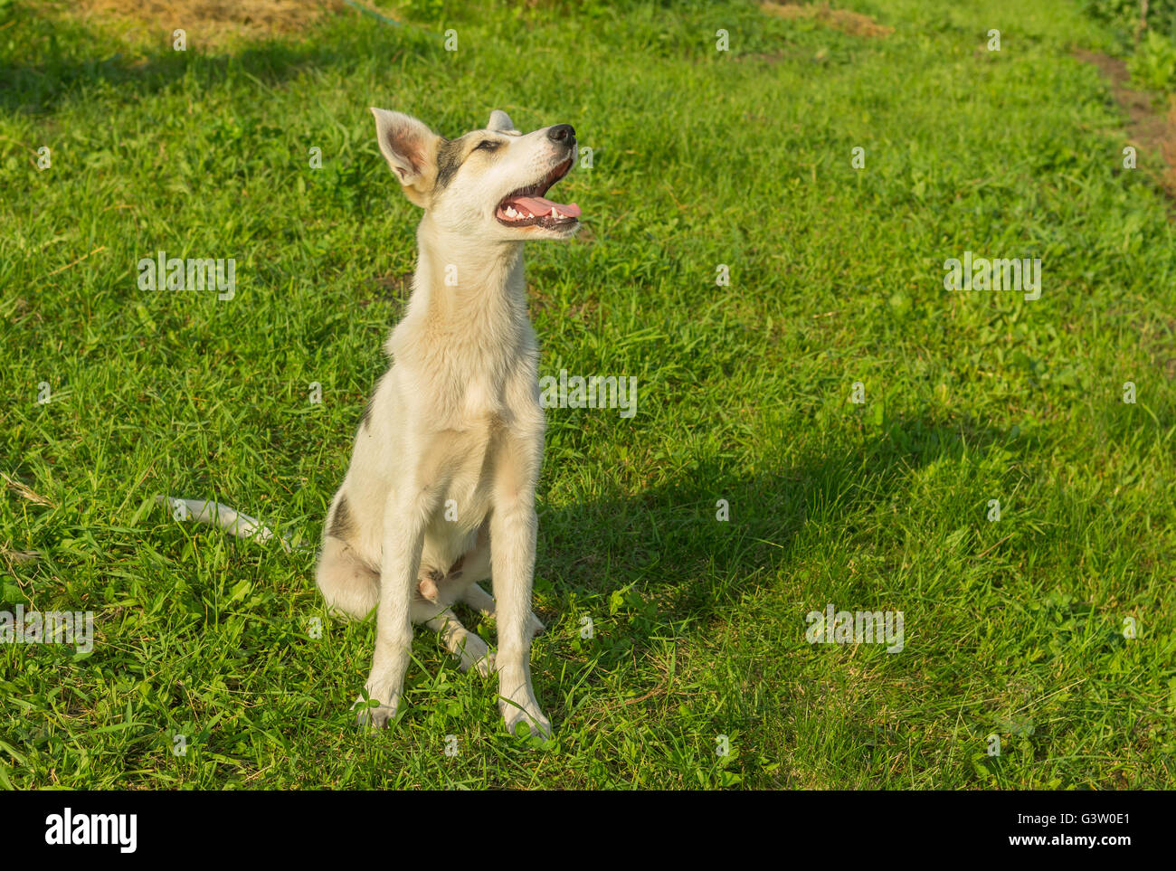 Adorable joven de raza mixta perro mirando hacia arriba mientras está sentado en el césped Foto de stock